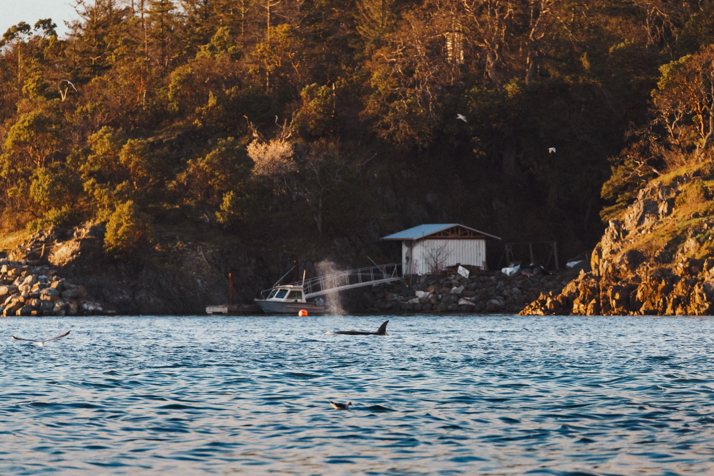 RFerand_20250313_R5_2550_Cottam Point - Nanoose Bay_SD.jpg
