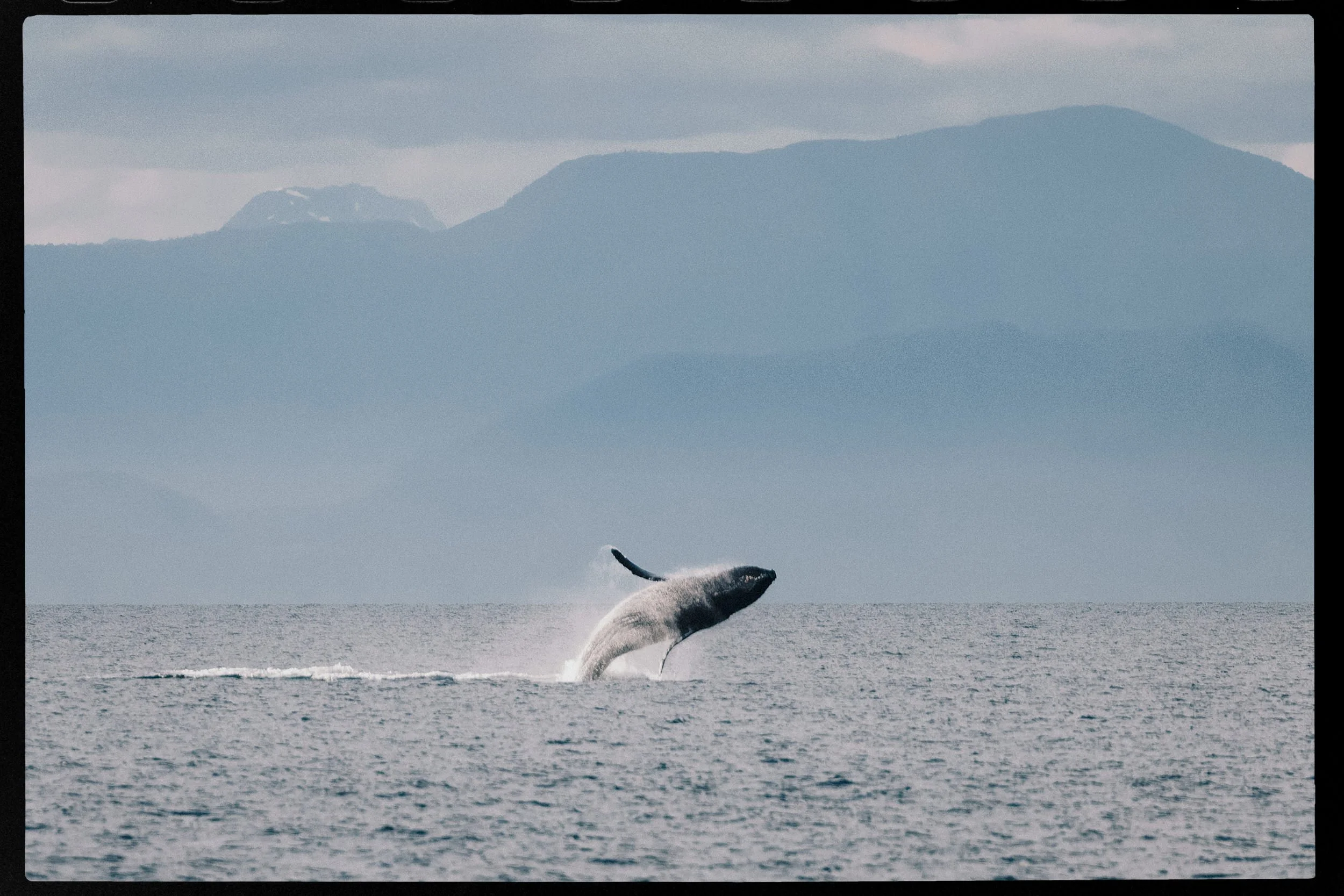 20250702-RFerand_20250702_R5_9426-DxO-Humpbacks - Neck Point Park-HD.jpg