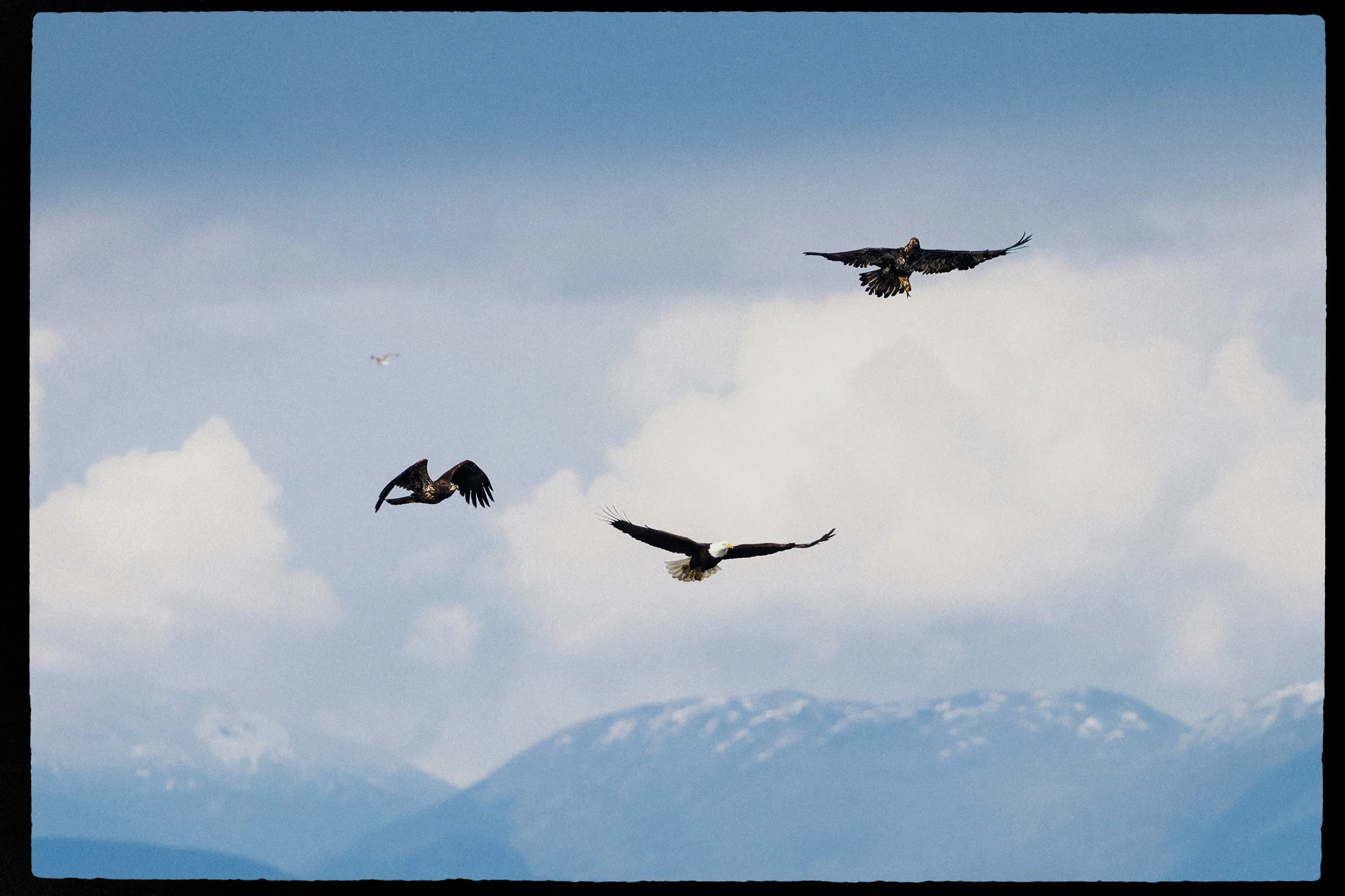 RFerand_20250313_R5_1564-Salish Sea Herring Adventure-HD.jpg
