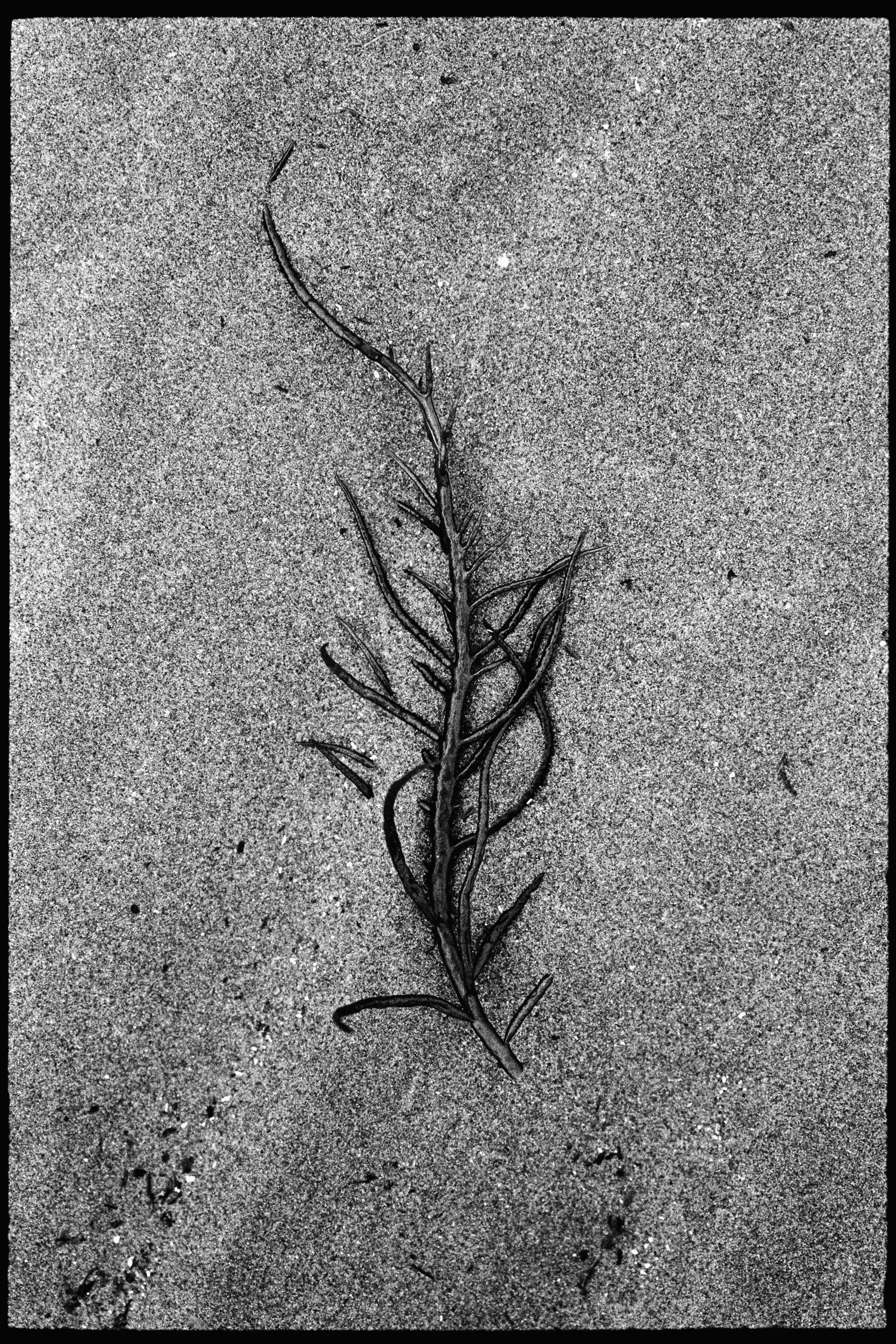 RFerand_BnW74_Elan7_Pan400(800iso)_16-Salish Details-SD.jpg
