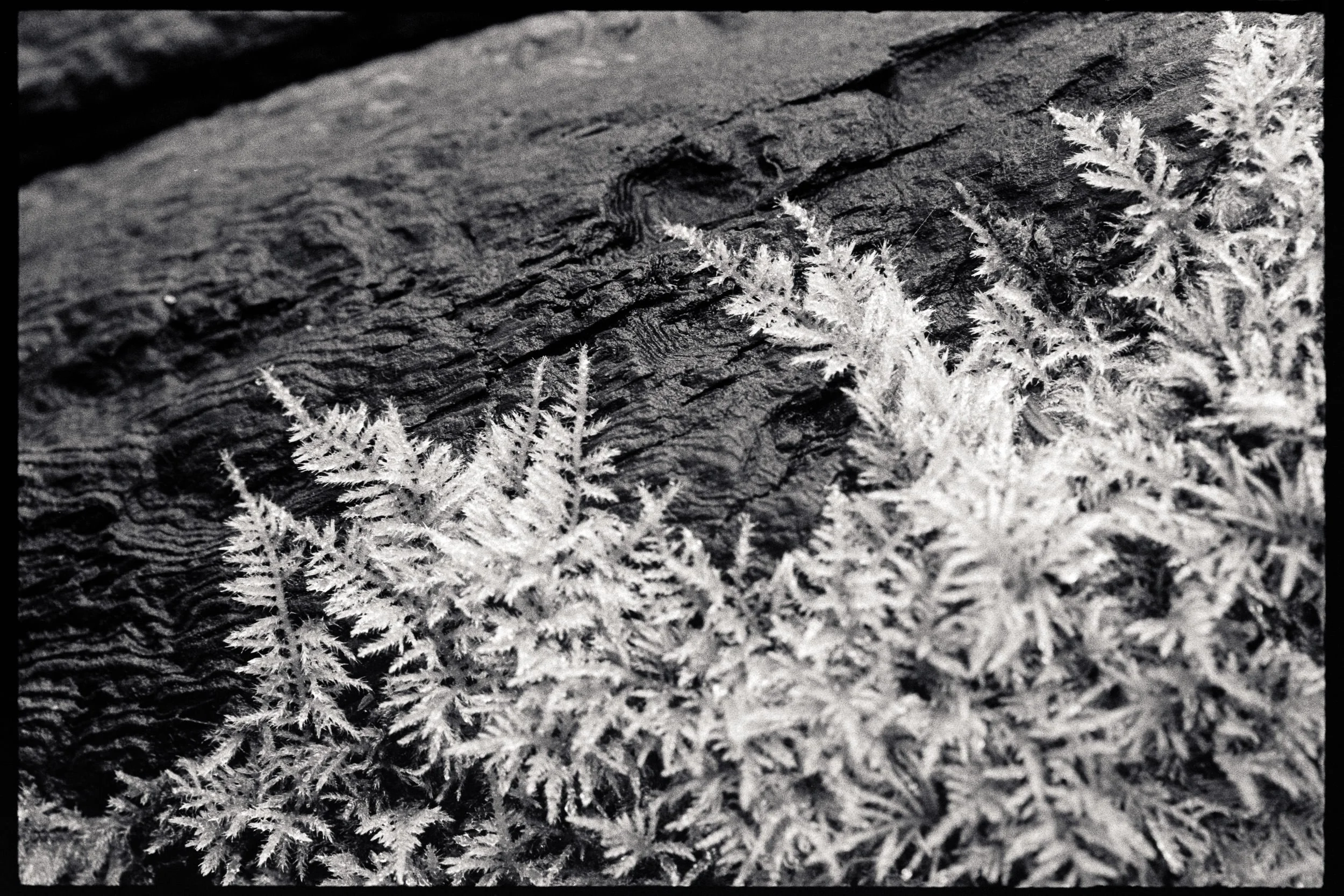 RFerand_BnW78_Elan7_HP5(800)_29-Florencia Bay Trail, Ucluelet-SD.jpg