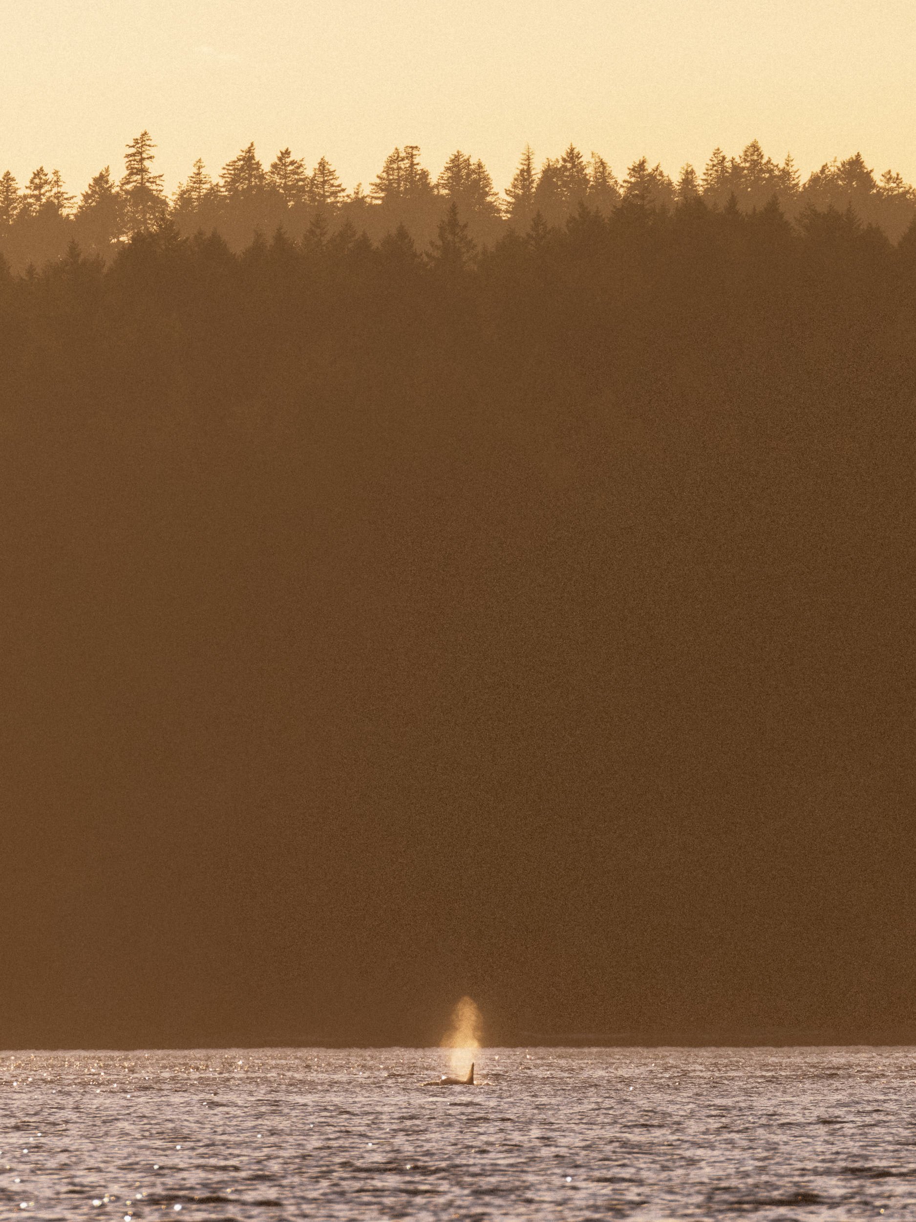 RFerand_20250716_R5_0669-DxO_Biggs Killer Whales - Lantzville_SD.jpg