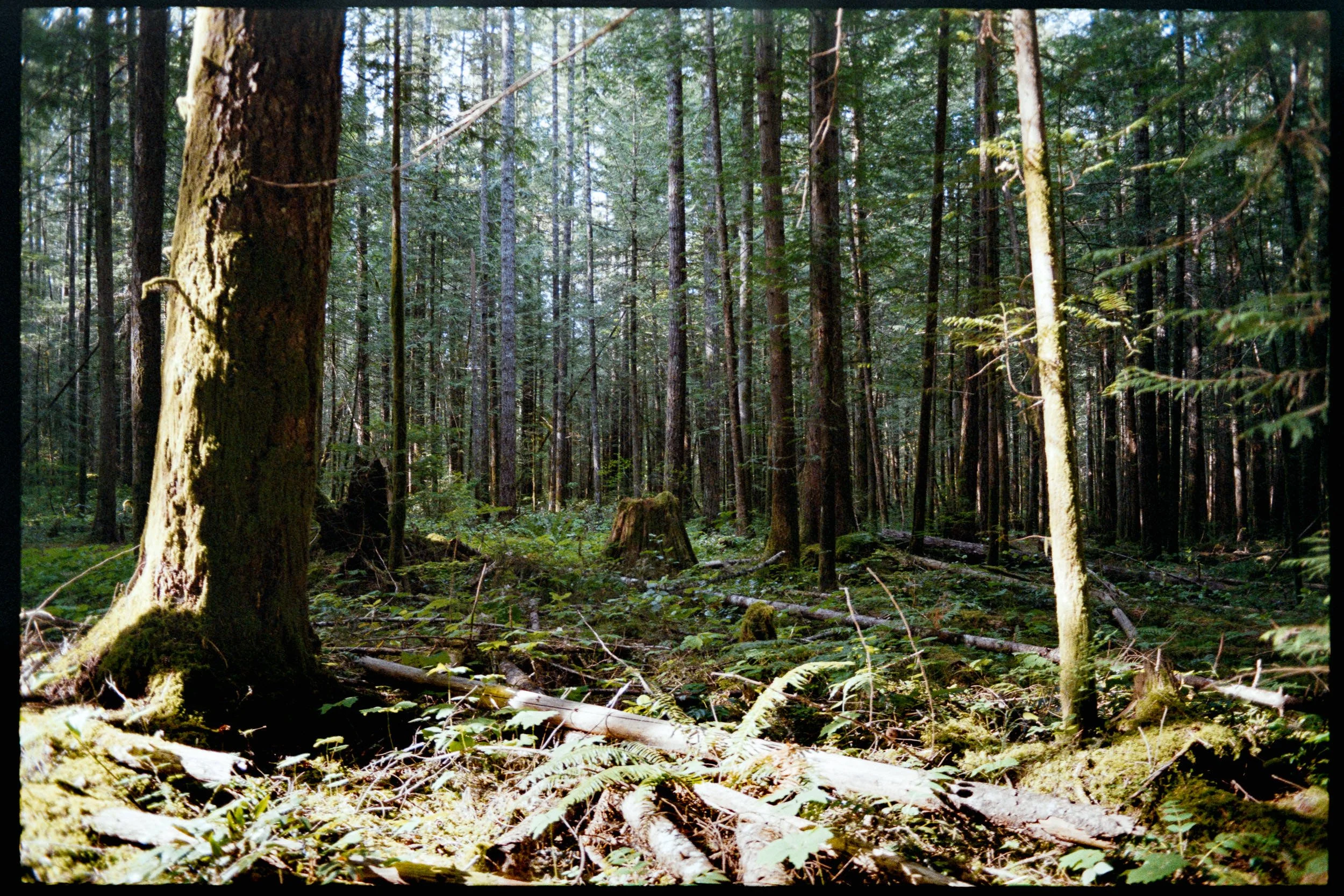 RFerand_C112-F3T-Superia200_32_Nymph Falls_SD_WEB.jpg