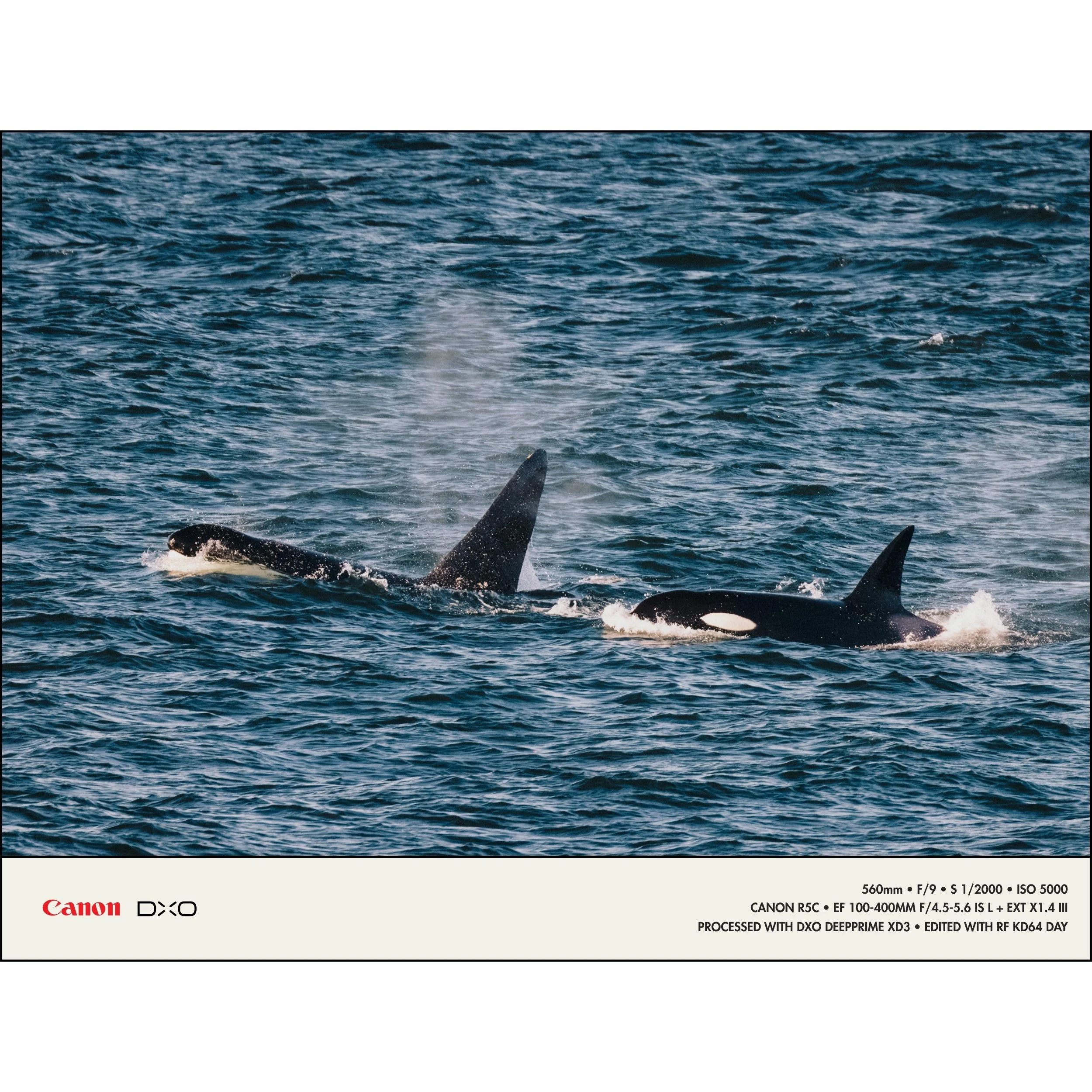 260415 RF-BLG PureRaw 6 Examples_6.jpg