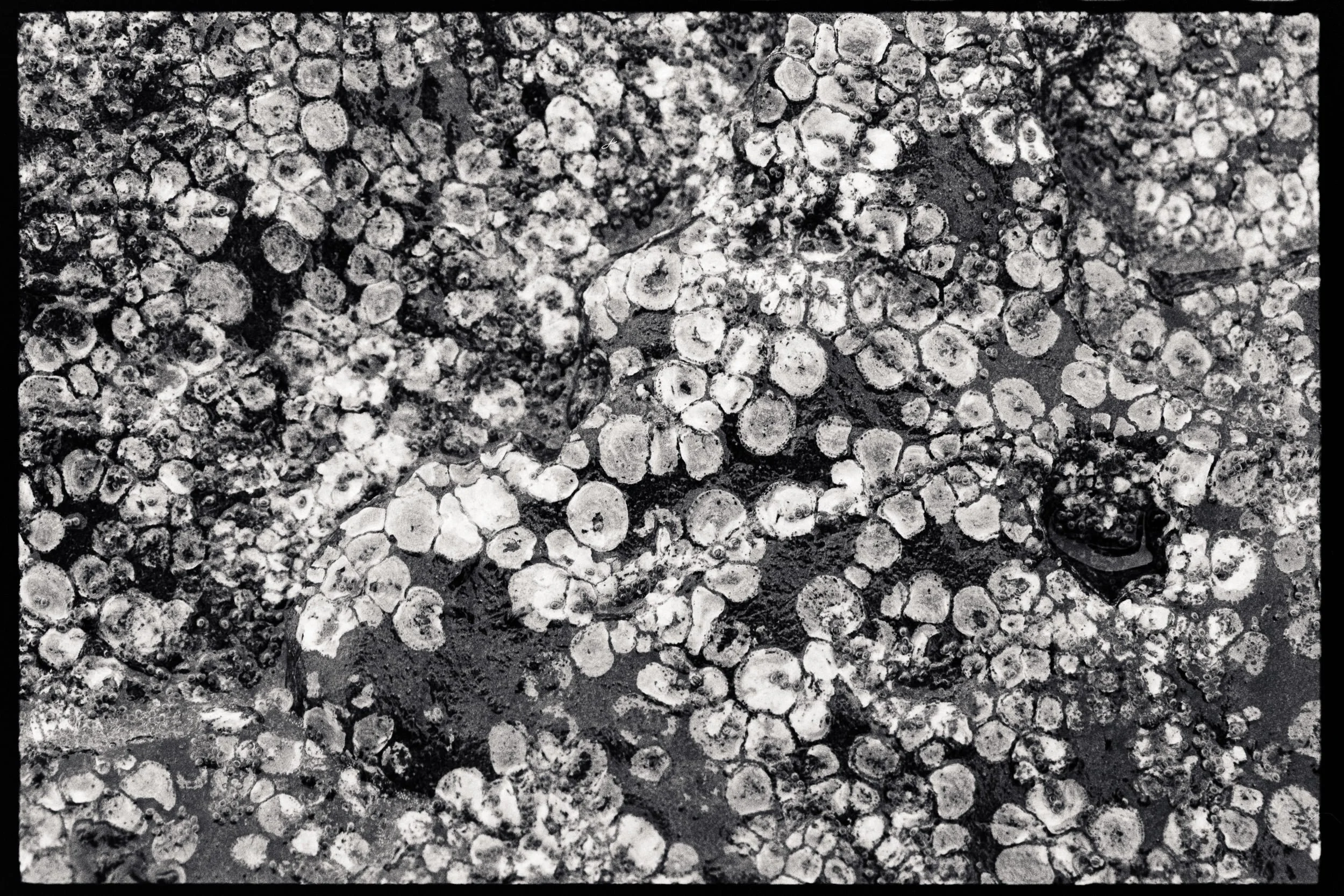 RFerand_BnW78_Elan7_HP5(800)_17-Chesterman Beach, Tofino-SD.jpg