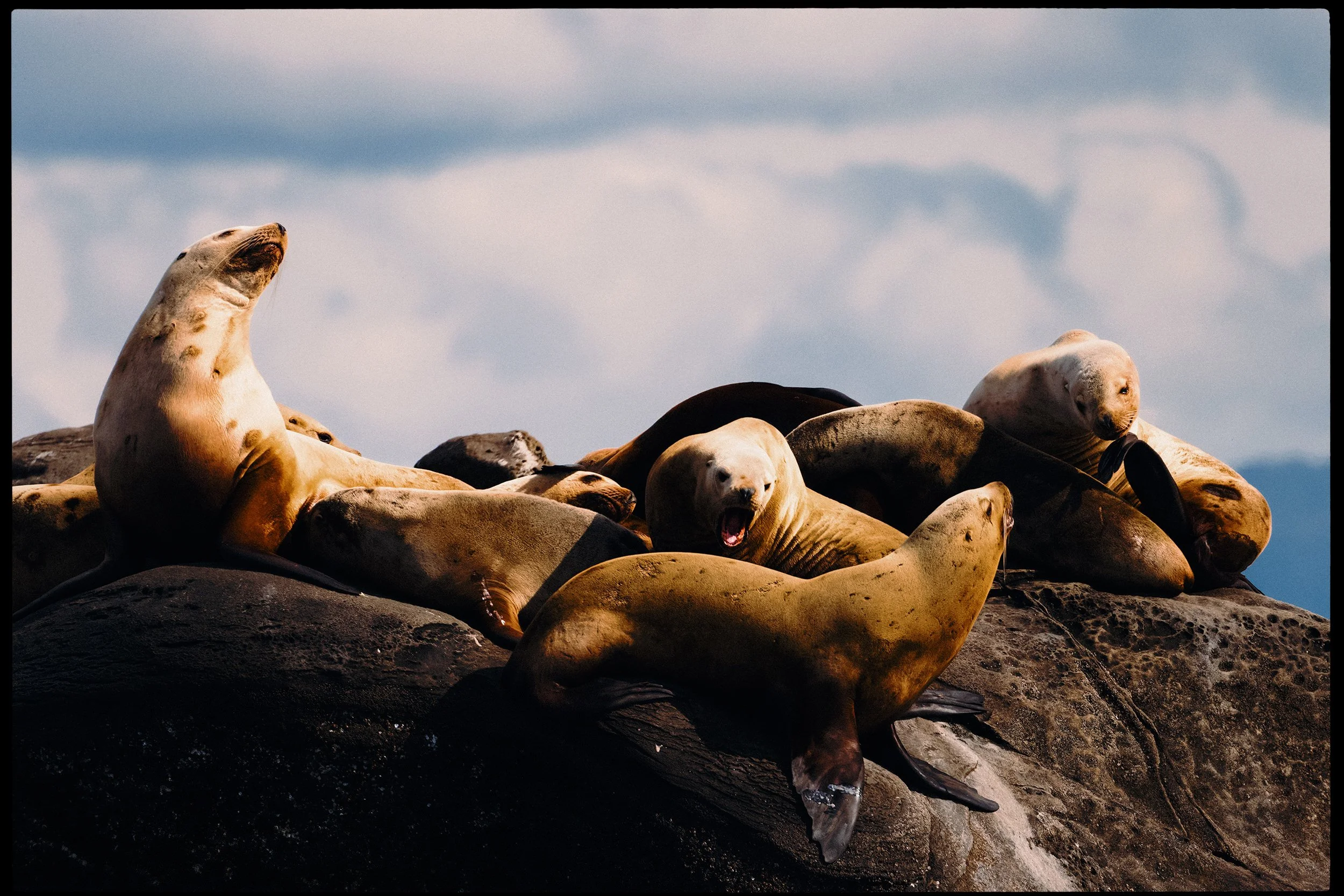 260322-RF-A1-9859-DxO-Sea-Lion-Norris-Rock-HD.jpg