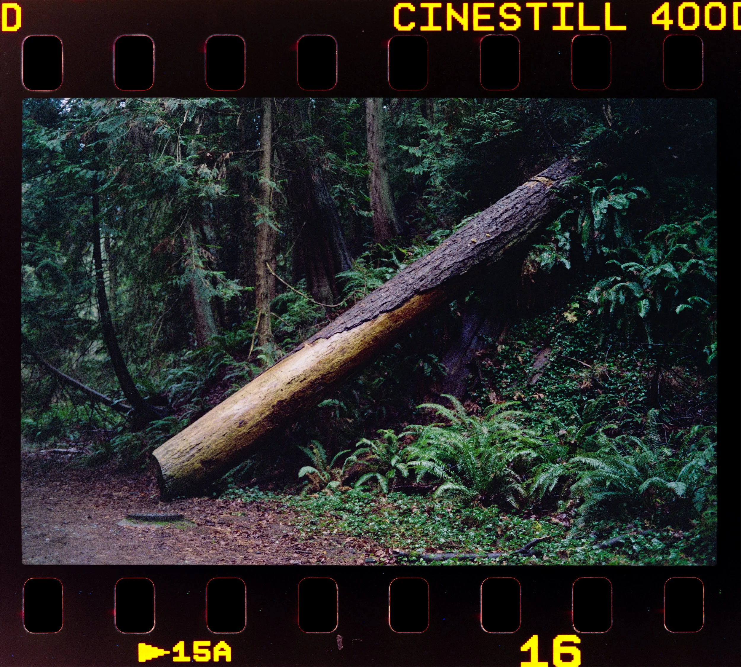 C132_Elan7_CS-400D_1600ISO_24-Sealand Park-HD.jpg