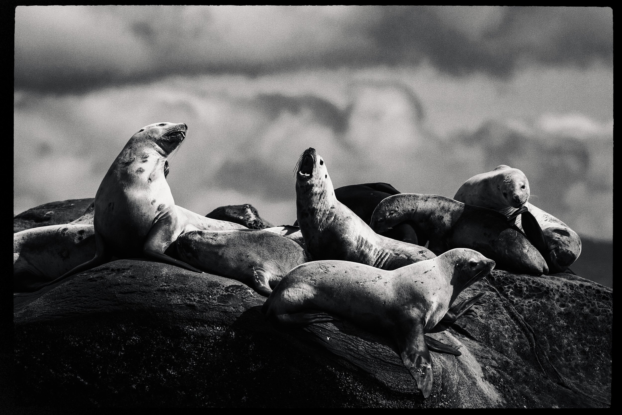 260322-RF-A1-9870-Edit-Sea-Lion-Norris-Rock-HD.jpg