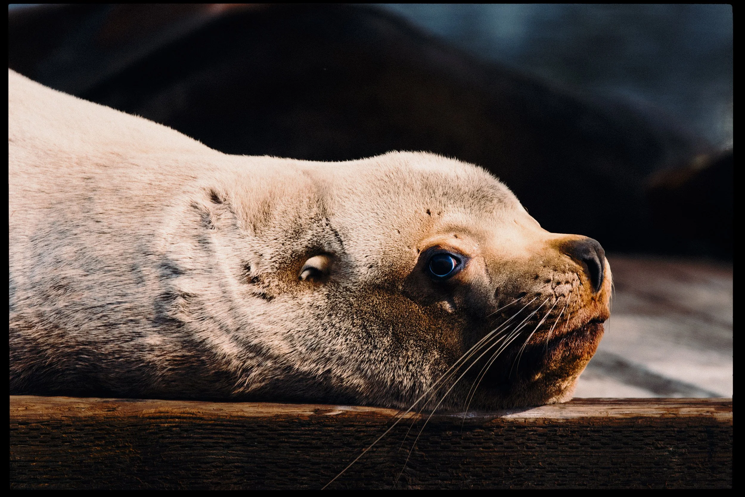 A close-up of a seal lying on a wooden surface with a dark background.