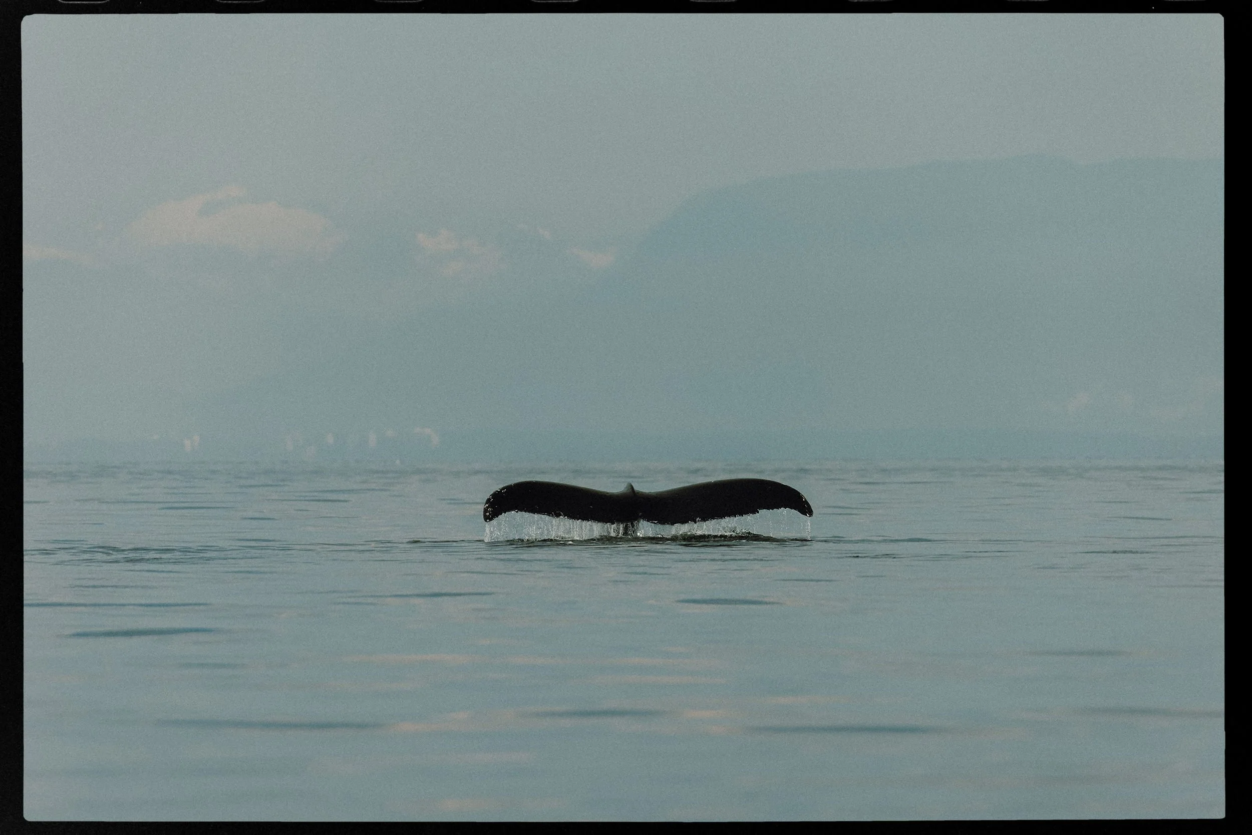 RFerand-20220812_R5_0825_DxO-Whale Watching-HD.jpg