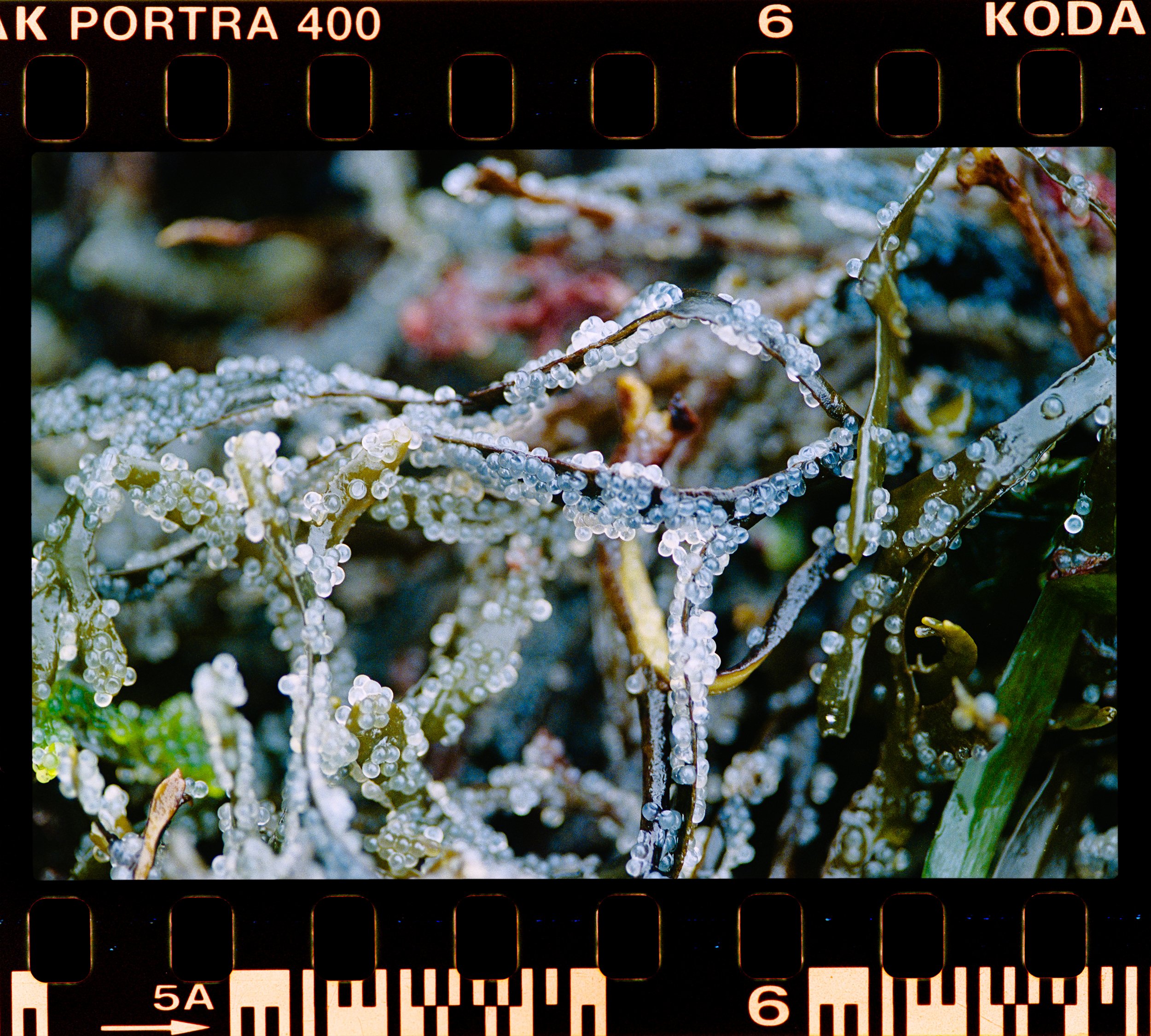 C134-Elan7-Portra400(Ei800)-36-Neck Point - Nanaimo-HD.jpg
