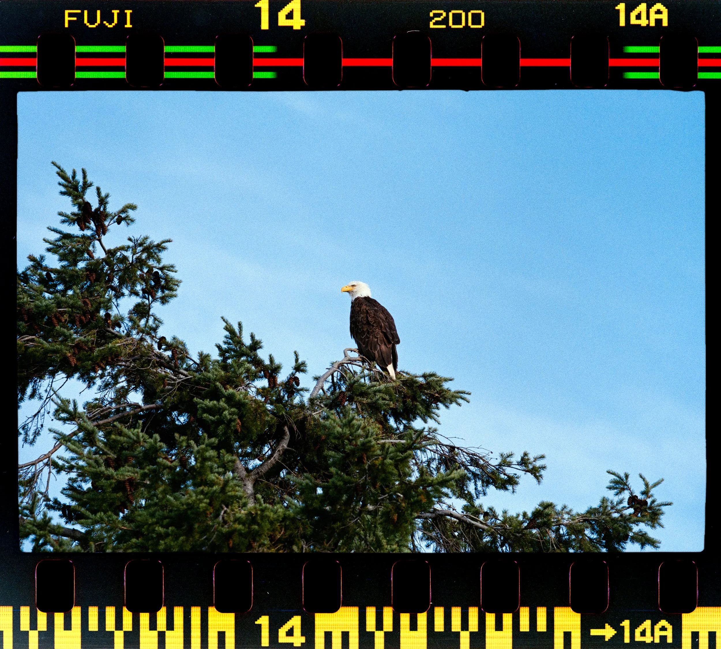 RFerand_C114-Elan7-Superia200_14-Edit-2-Bald Eagle - Neck Point-HD.jpg