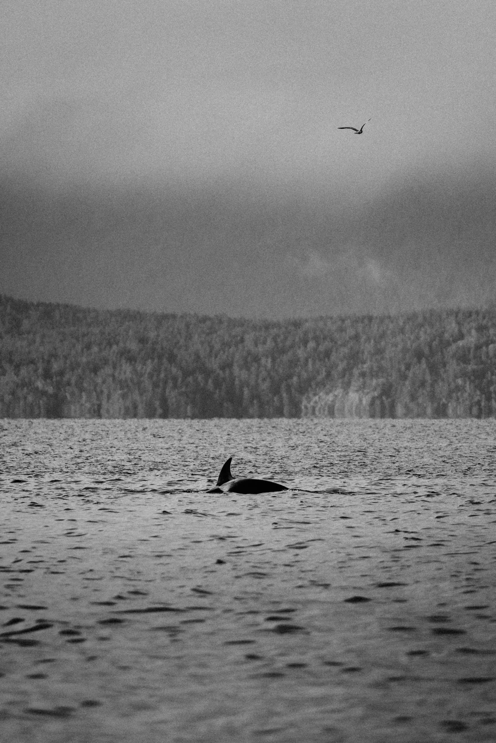 RFerand_20250313_R5_2399_Cottam Point - Nanoose Bay_SD.jpg