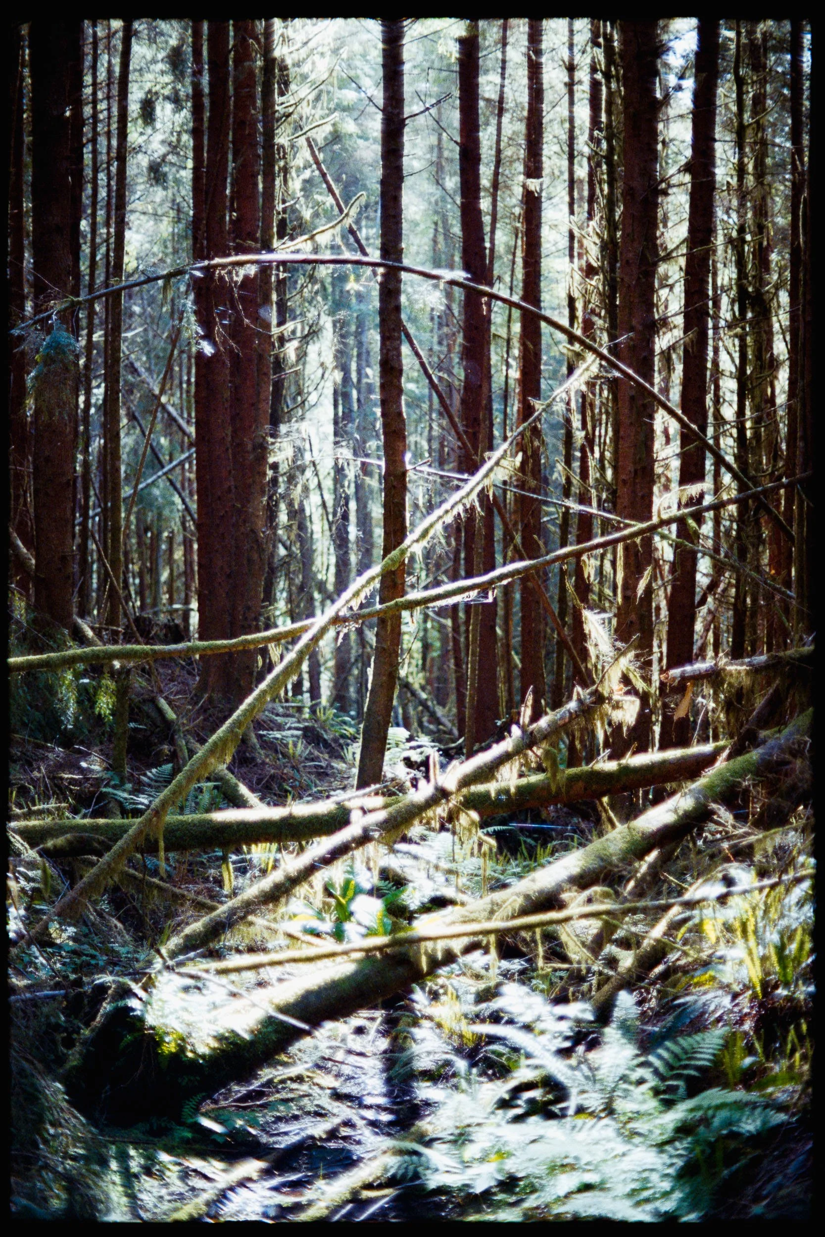 RFerand_C112-F3T-Superia200_13_Sombrio Beach_SD_WEB.jpg