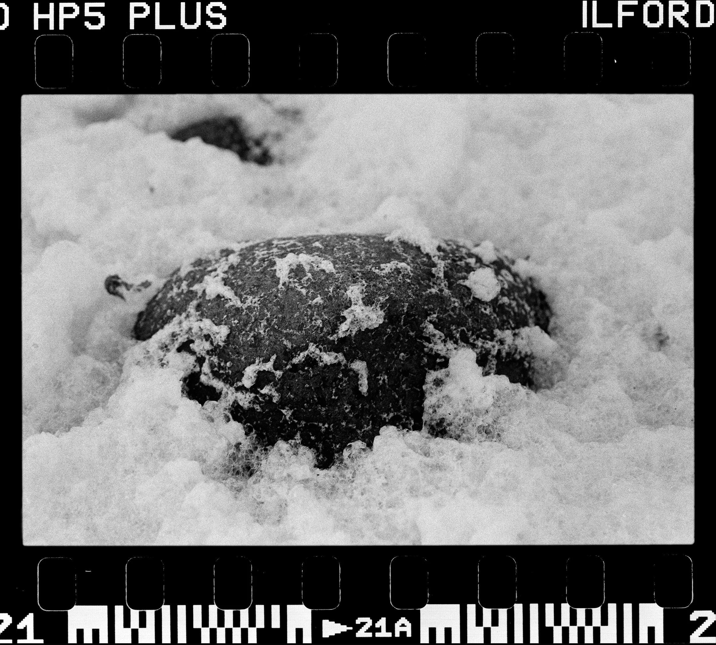 RFerand_BnW73_Elan7_HP5_20-Herring Spawn - Bowser-HD.jpg