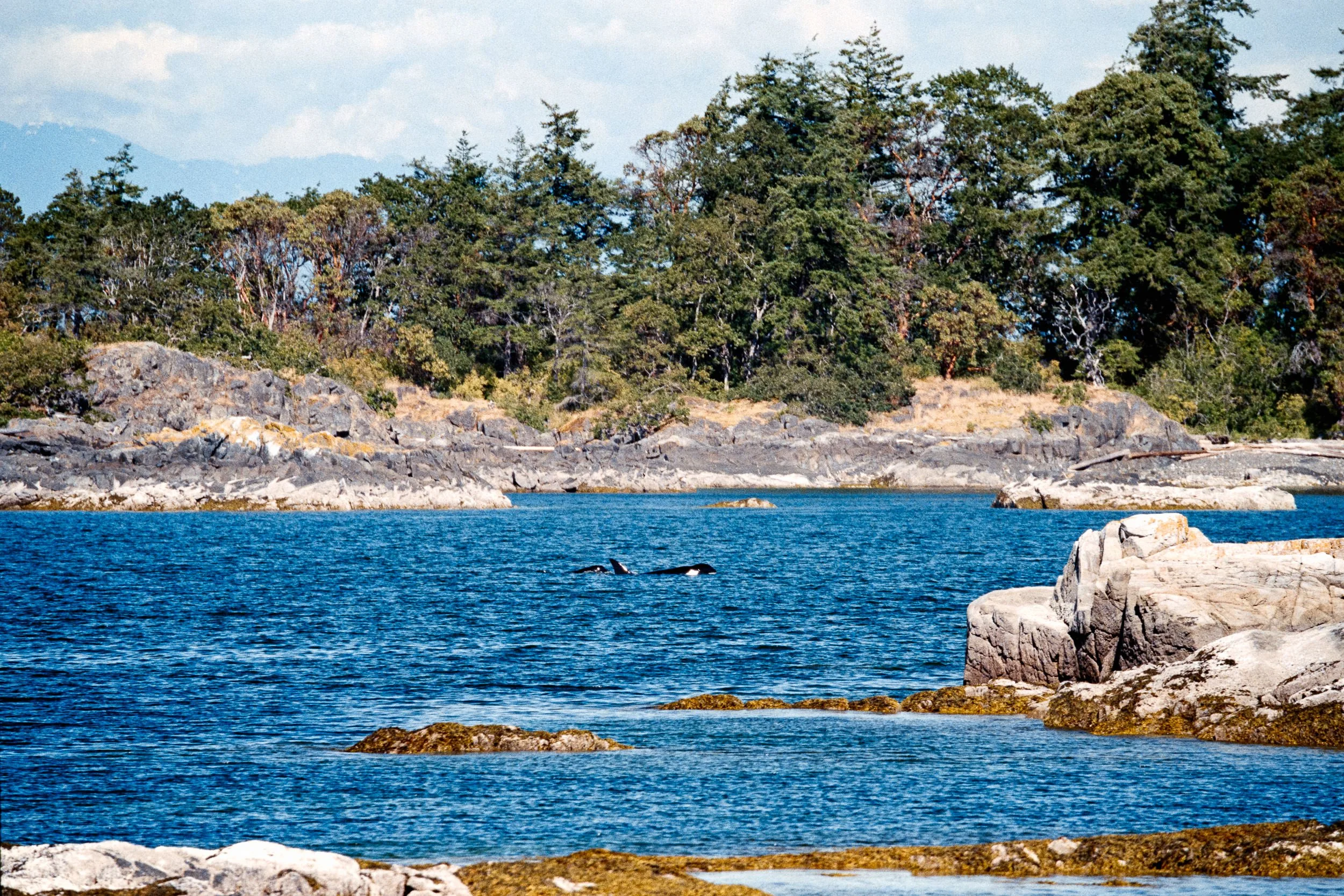 RFerand_C114-Elan7-Superia200_10-Edit_Orcas at Brickyard Park_SD_WEB.jpg