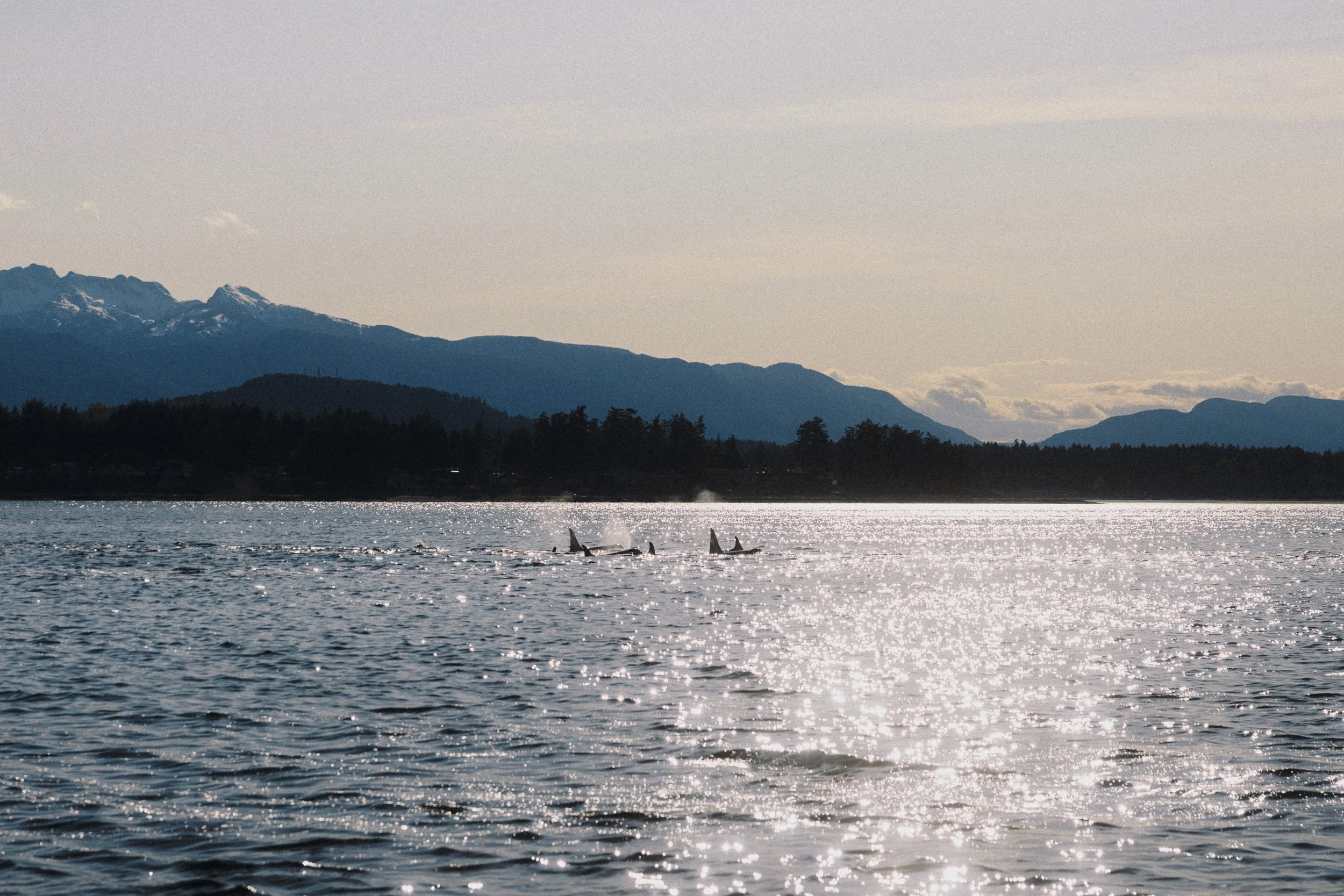 RFerand_20250422_R5_6461_SRKW at Beachcombers_SD.jpg