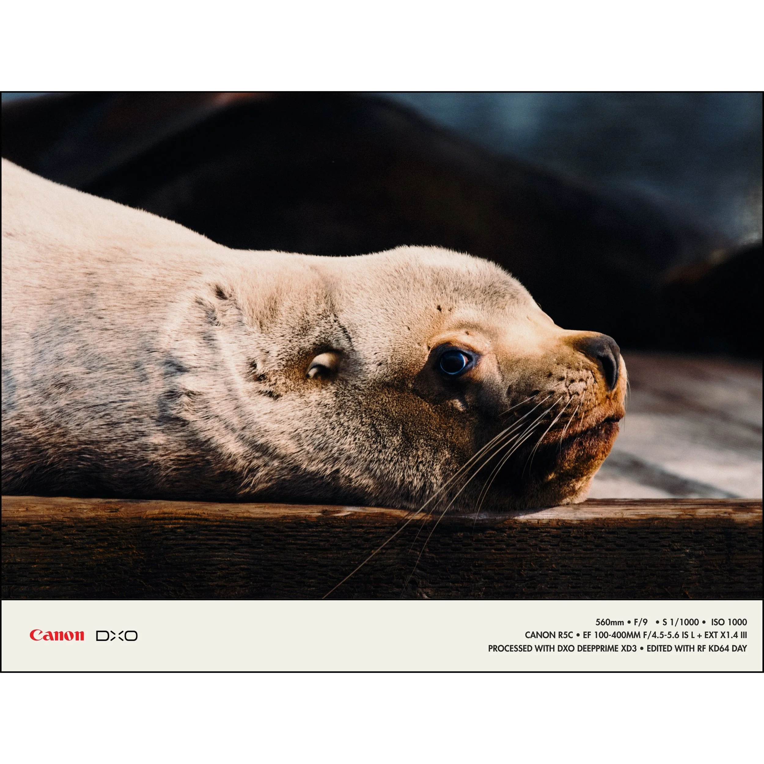 260415 RF-BLG PureRaw 6 Examples_1.jpg