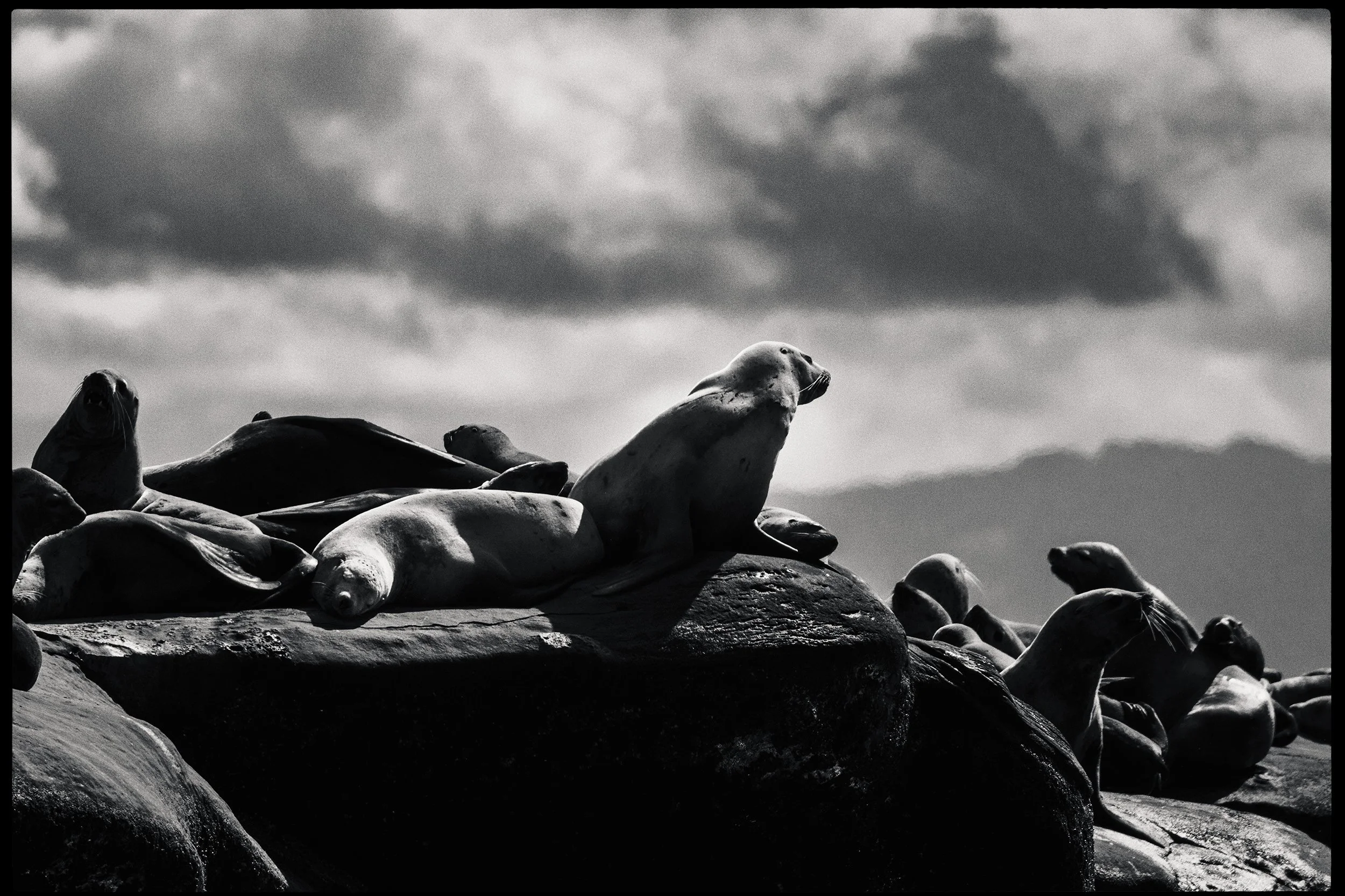 260322-RF-A1-9937-Edit-Sea-Lion-Norris-Rock-HD.jpg