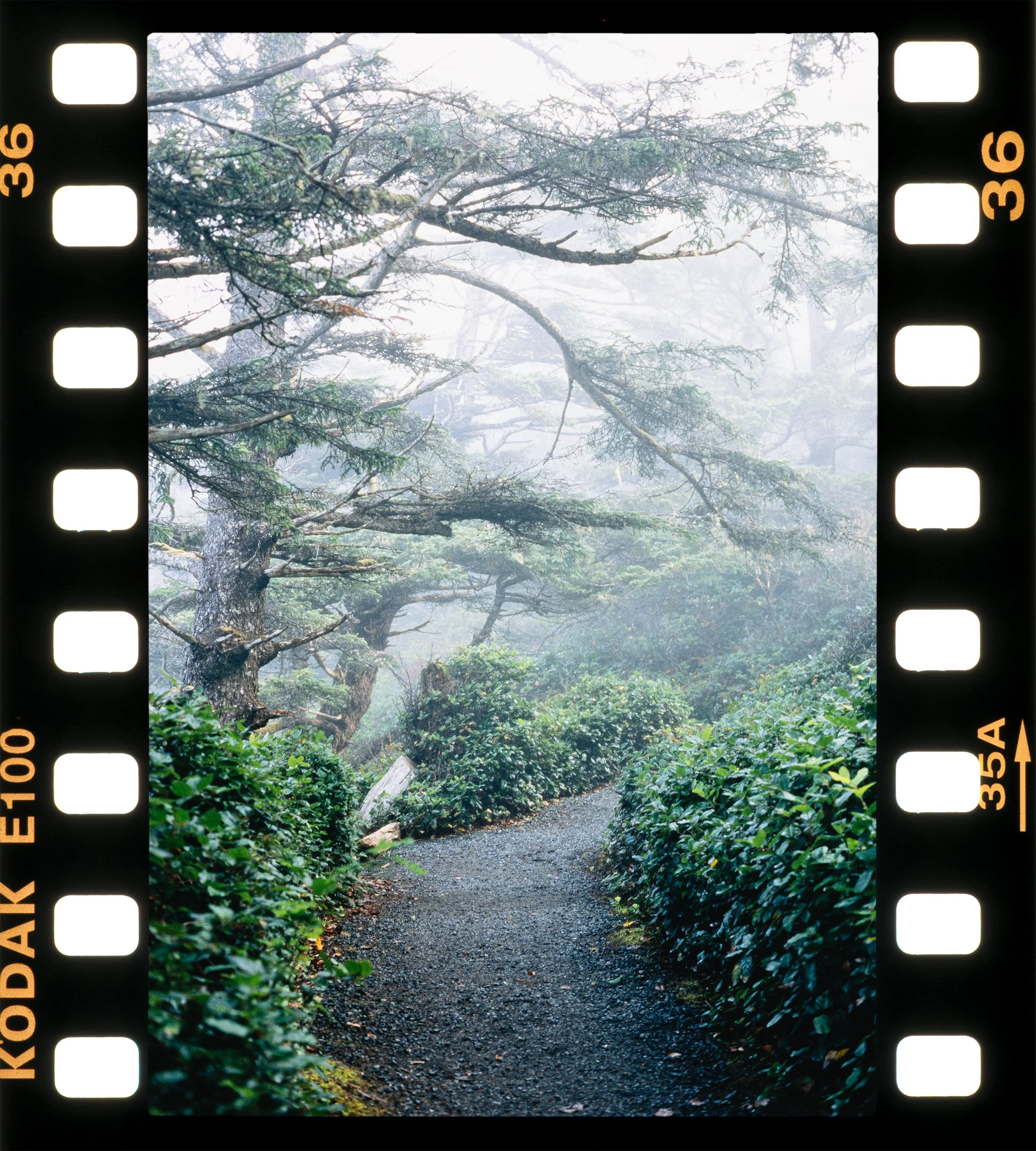 RFerand_C54_F3T_E100_v2_30-Wild Pacific Trail-HD.jpg