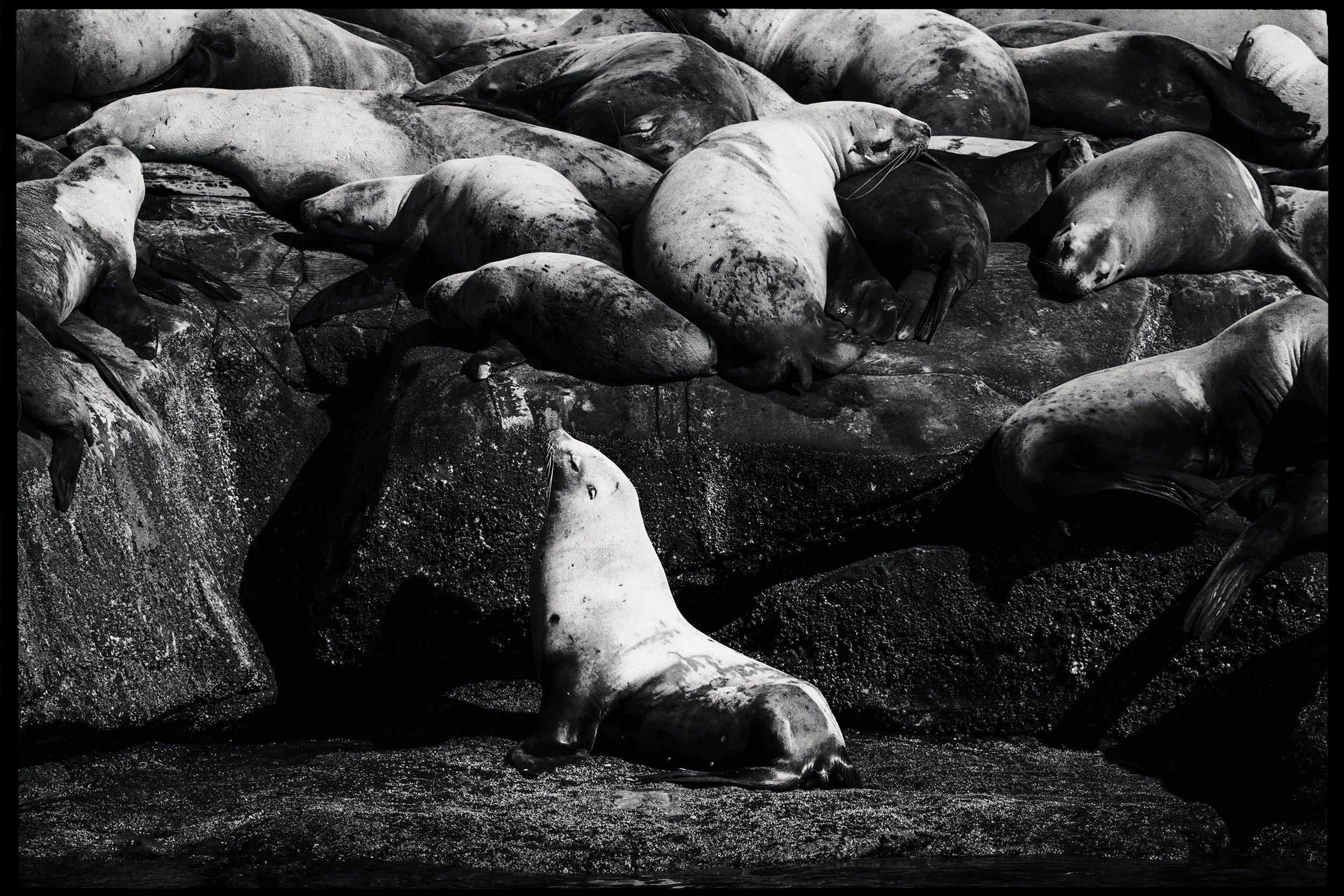 260308_RF_A_5755-Edit-Steller and Californian Sea Lions-HD.jpg
