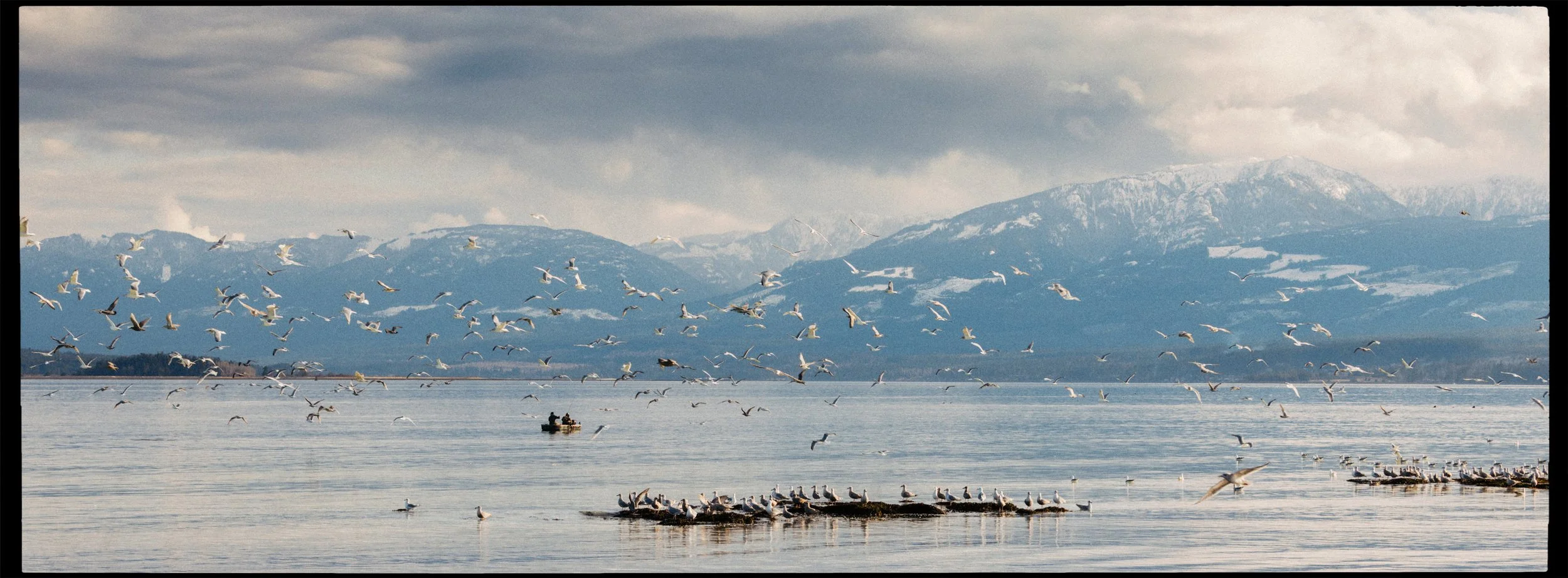 RFerand-20230315_R5_1094-Pacific-Herring-Spawn.jpg
