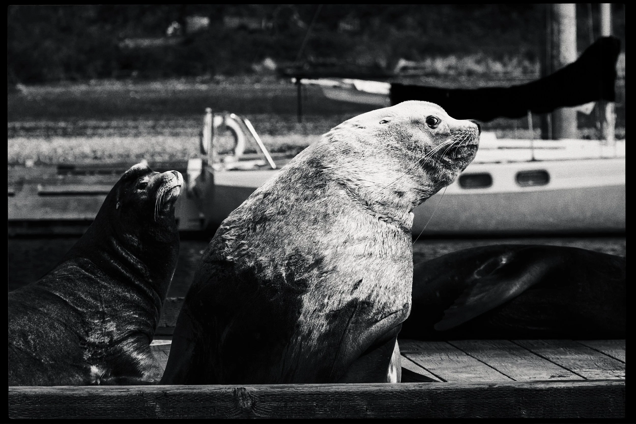 260322-RF-A3-0647-Edit-Sea-Lions-Fords-Cove-HD.jpg