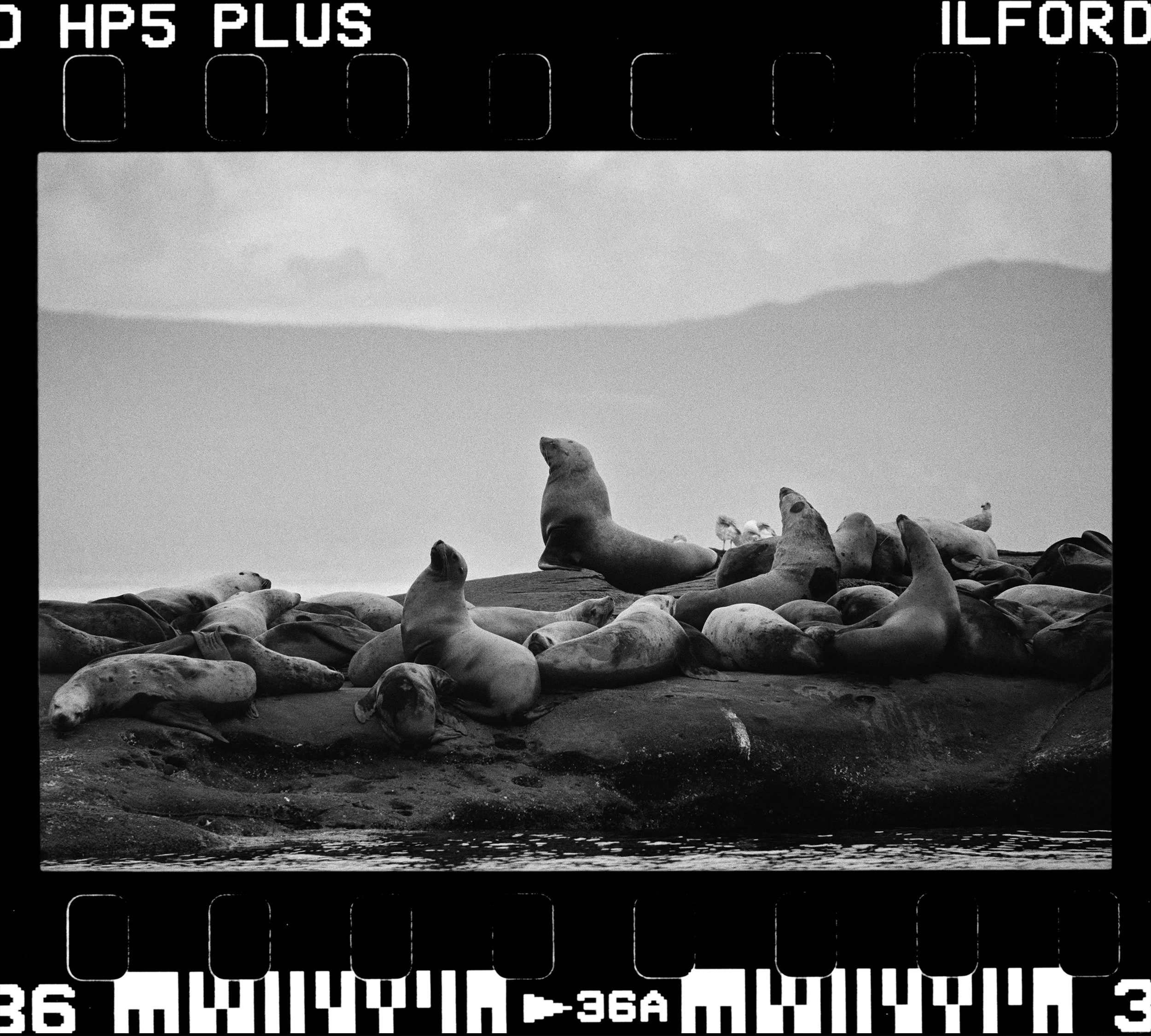 RFerand_BnW77_Elan7_HP5(800iso)_09-Herring Spawn with Wildwaterways Ocean Adventure-HD.jpg