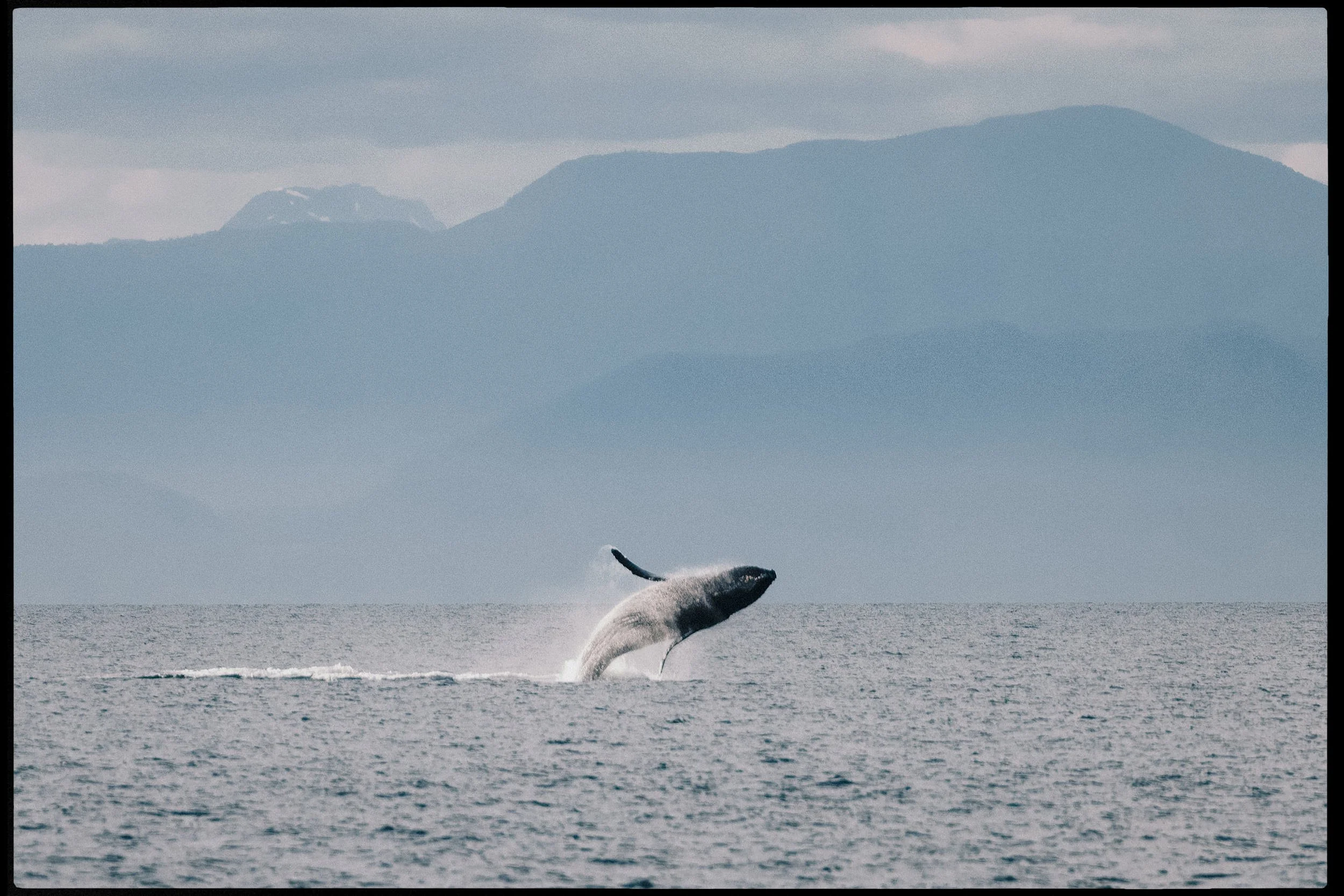 20250702-RFerand_20250702_R5_9426-DxO-Humpbacks - Neck Point Park-HD.jpg
