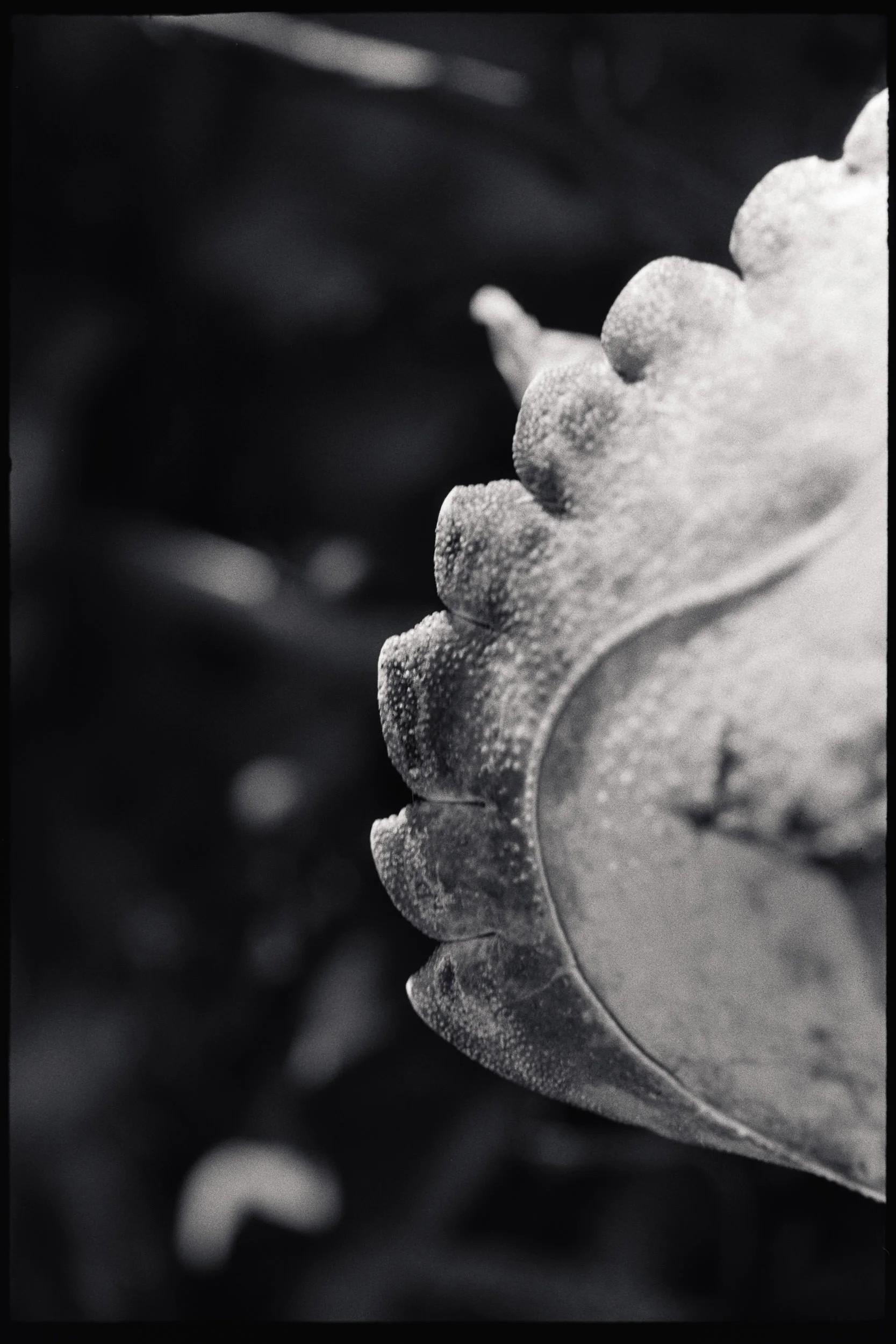 RFerand_BnW79_Elan7_FP4 (El800)_24-Details from Qualicum Beach-SD.jpg