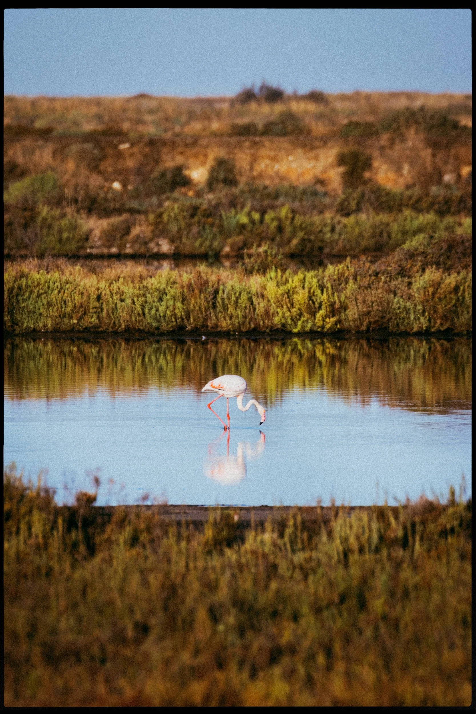 RFerand_20250915_R5_2851-DxO-Flamingos-HD.jpg