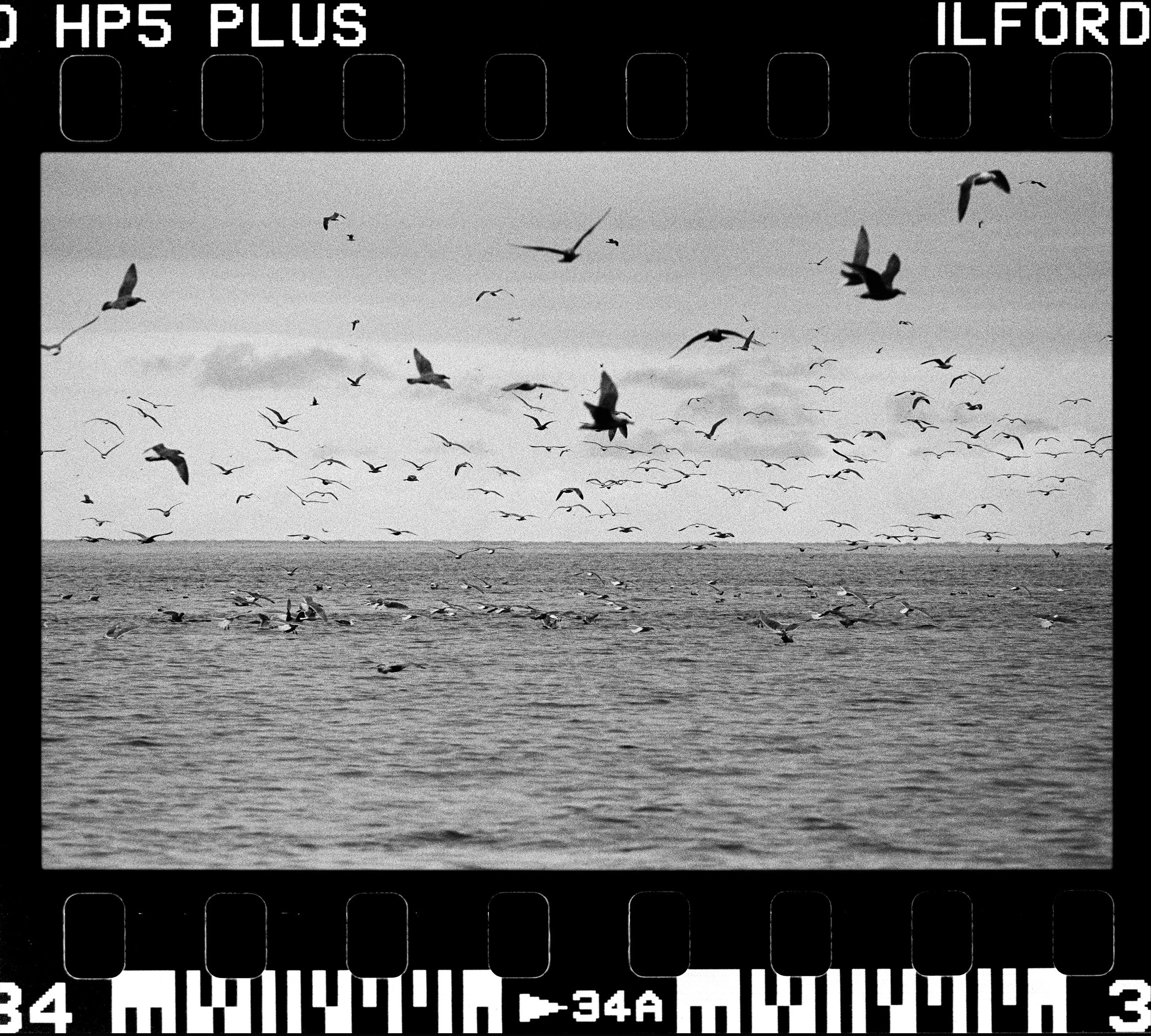 RFerand_BnW76_Elan7_HP5(800iso)_14-Edit-Herring Spawn - Norhwest Bay-HD.jpg