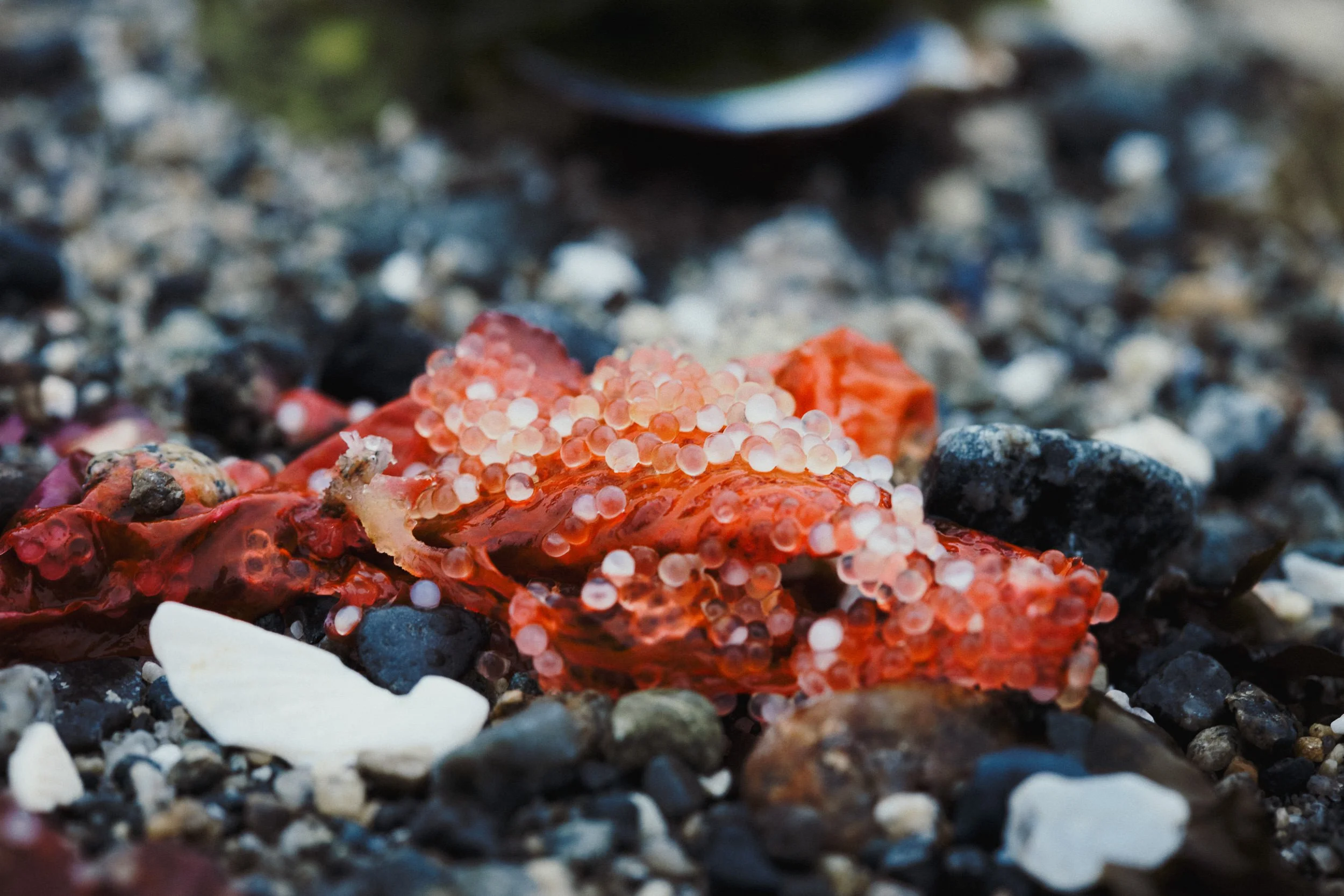 RFerand_20250309_R5_7979_Kye Bay_SD_WEB.jpg