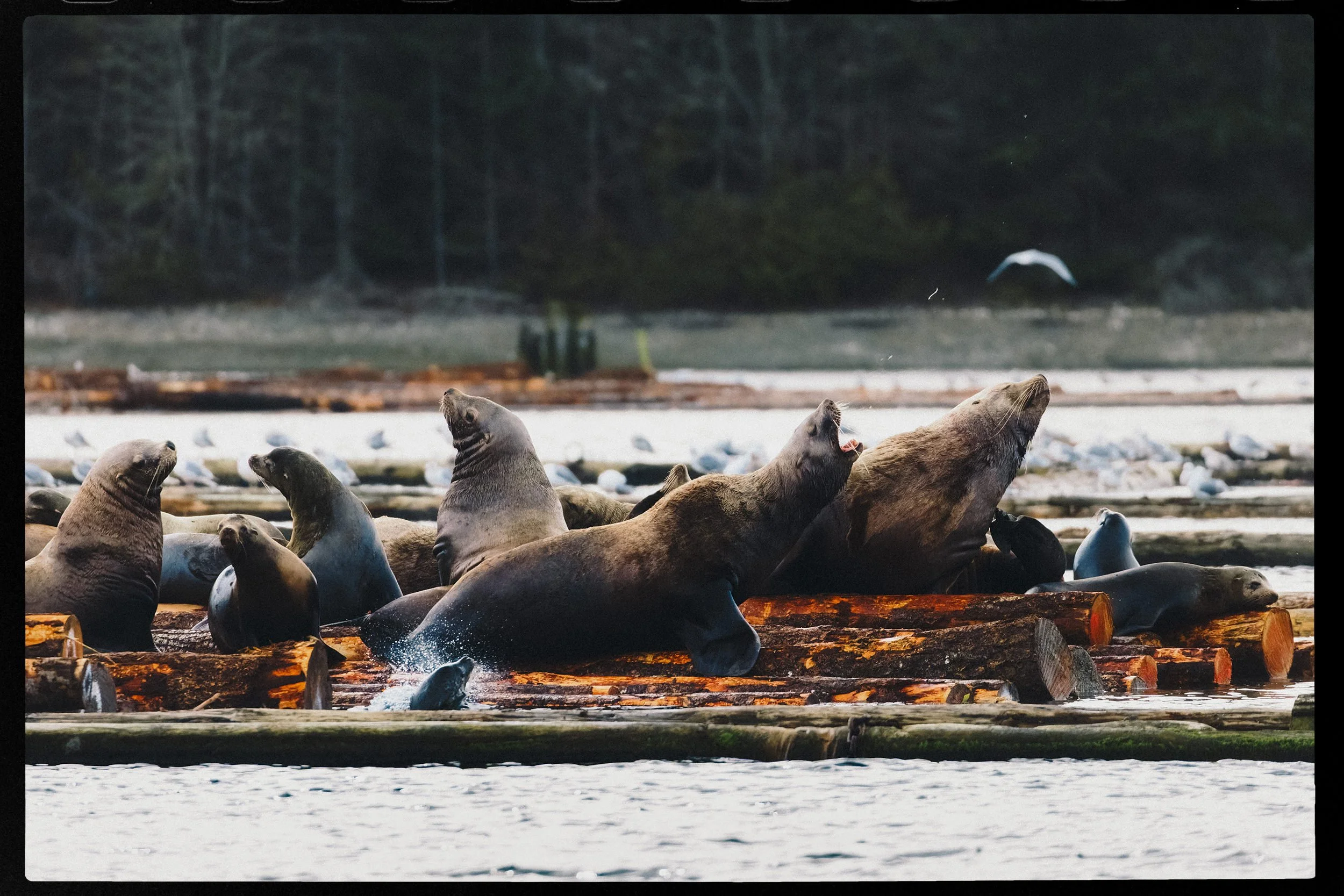 RFerand_20250310_R5_8885-CR3_dxo-Haida Gold-HD.jpg