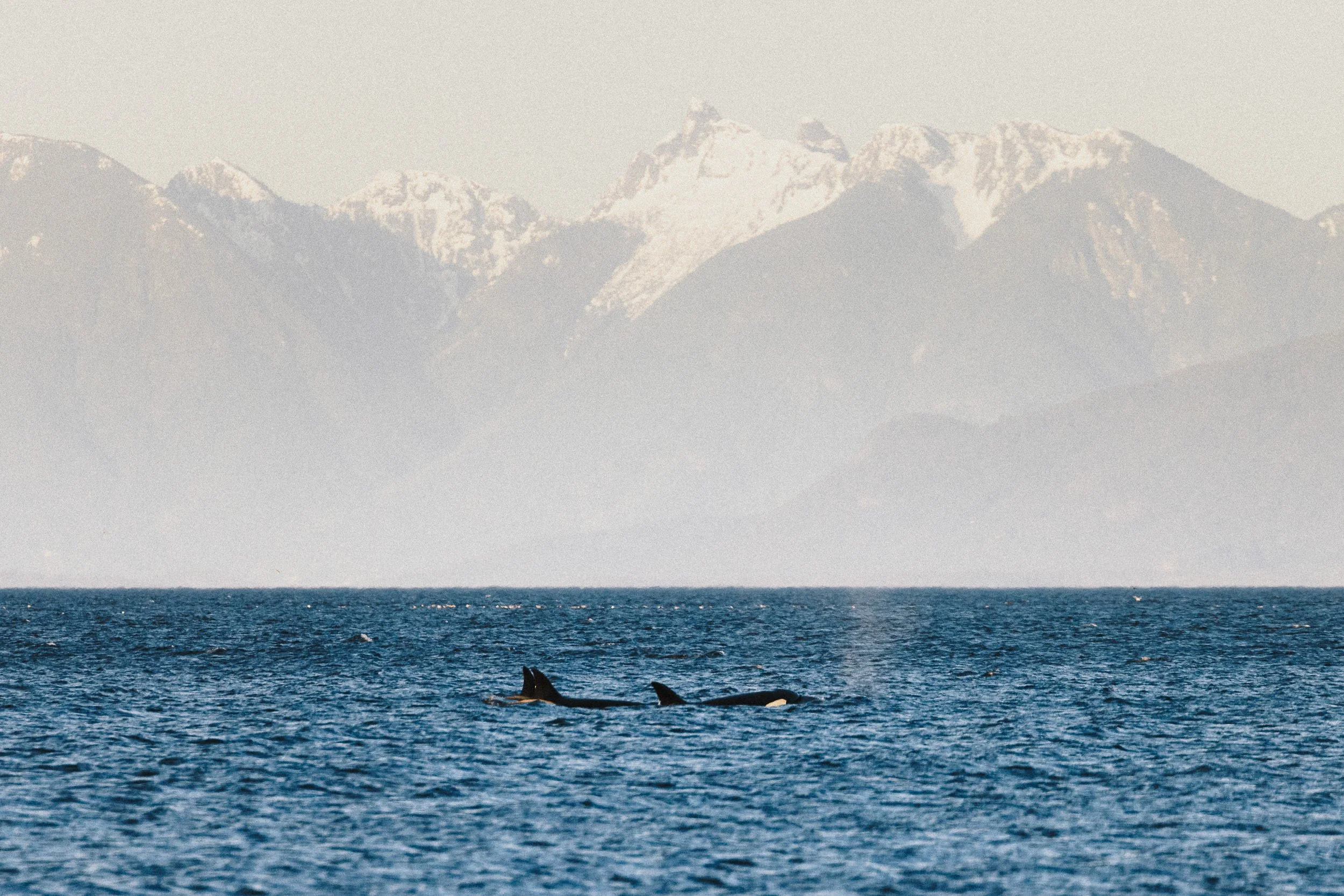 RFerand_20250416_R5_5631_Biggs Killer Whales at Pipers Lagoon_SD.jpg