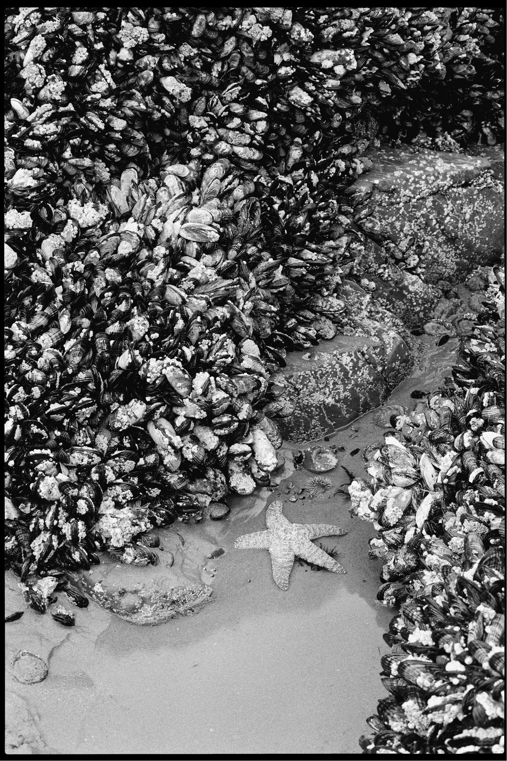 RFerand_BnW44_F3T_Delta100_11-Mackenzie Beach-HD.jpg