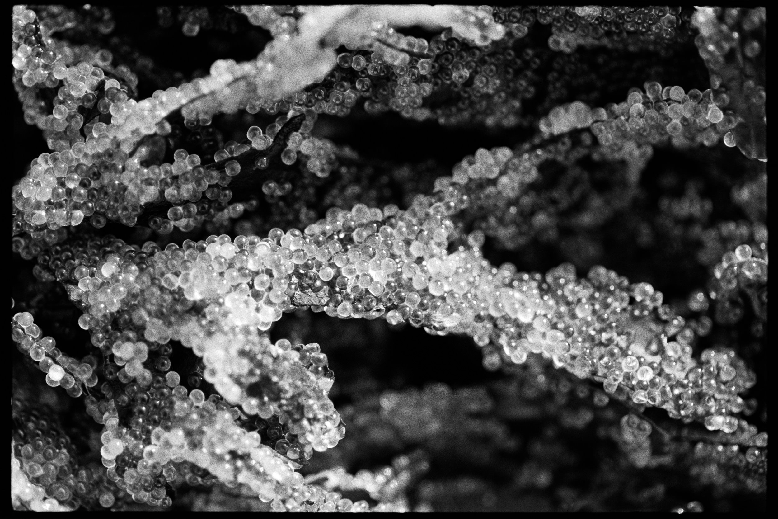 RFerand_BnW72_Elan7_HP5_14-Herring Roe-SD.jpg