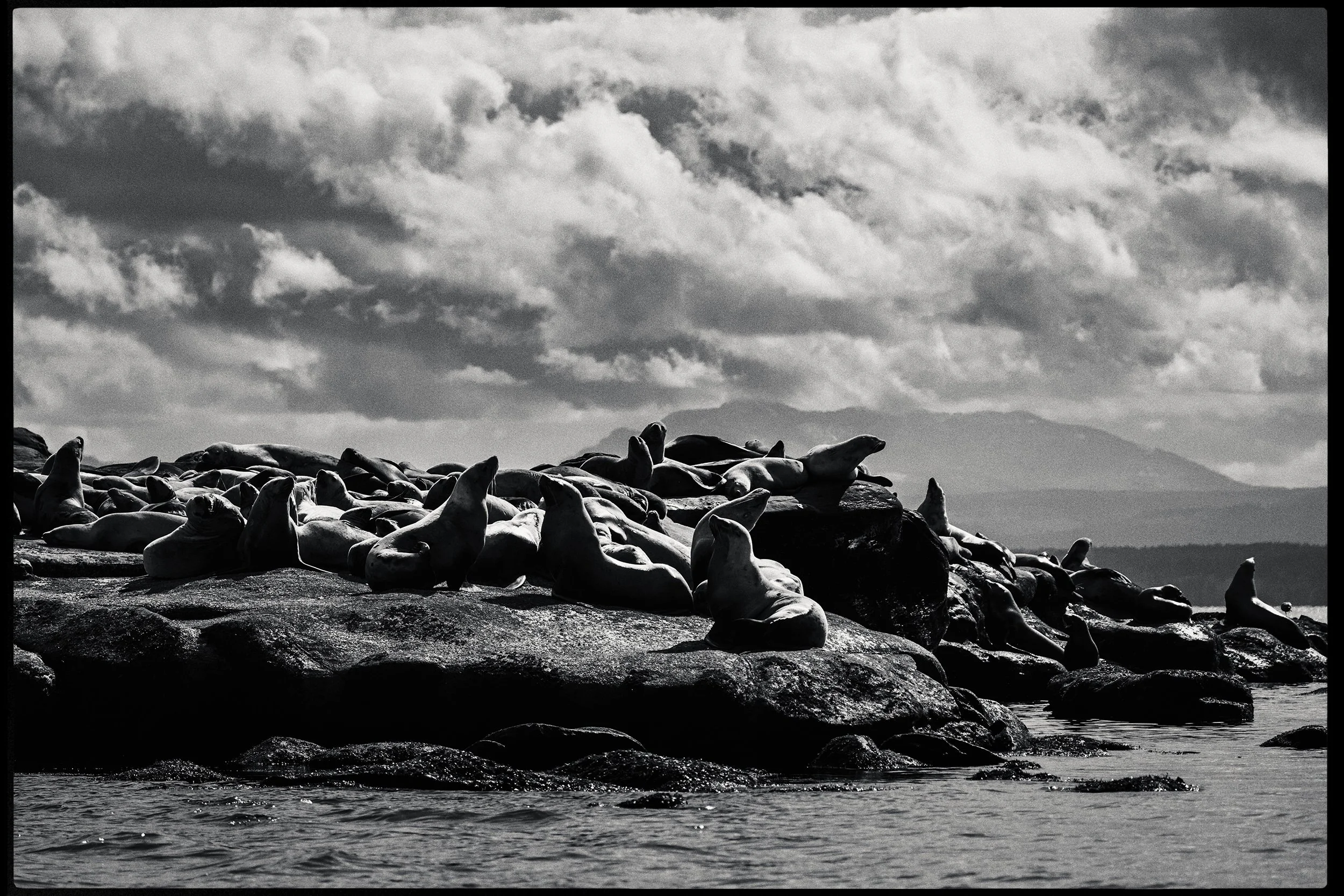 260322-RF-A1-9959-Edit-Sea-Lion-Norris-Rock-HD.jpg