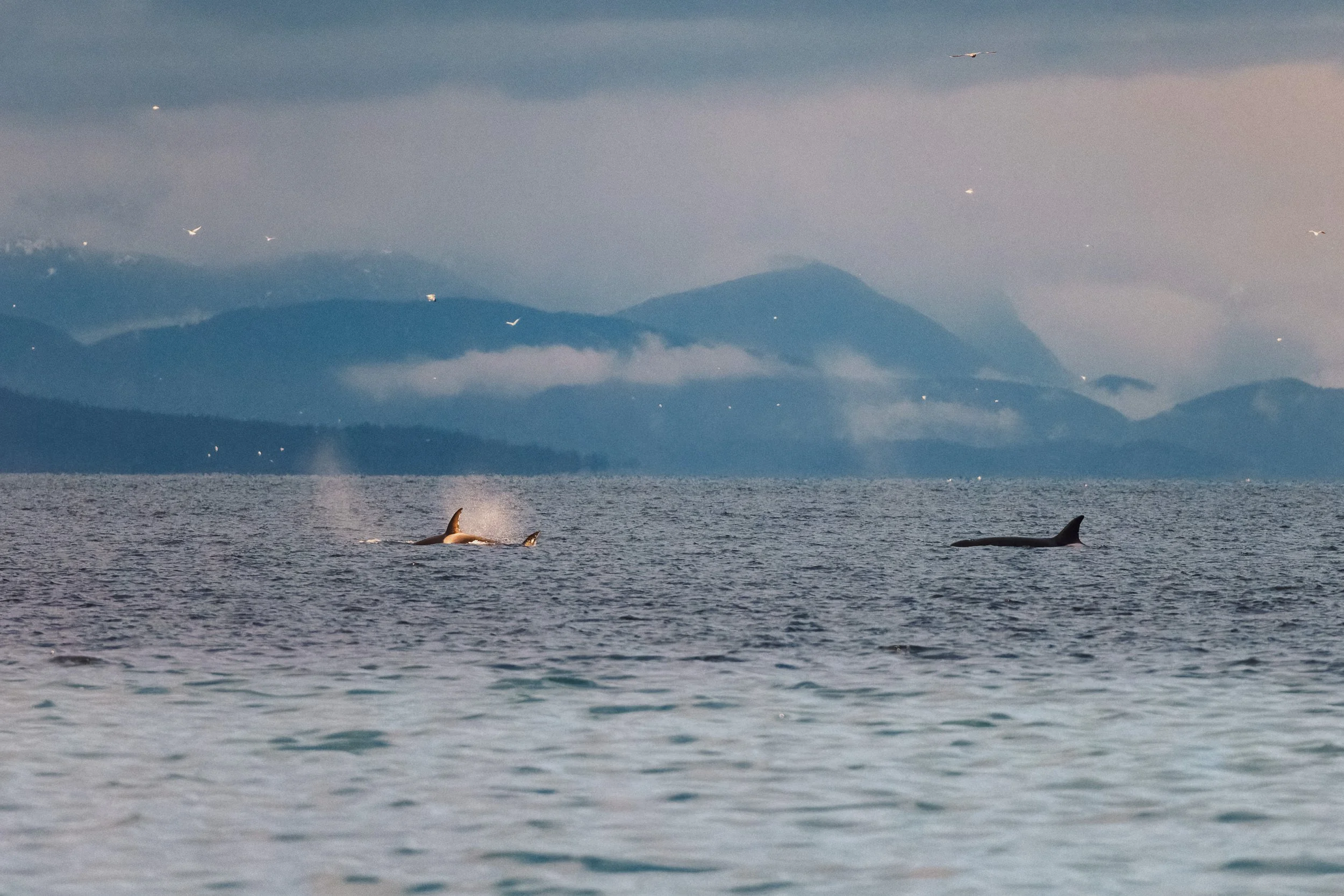 RFerand_20250313_R5_2318-CR3_dxo_Cottam Point - Nanoose Bay_SD.jpg