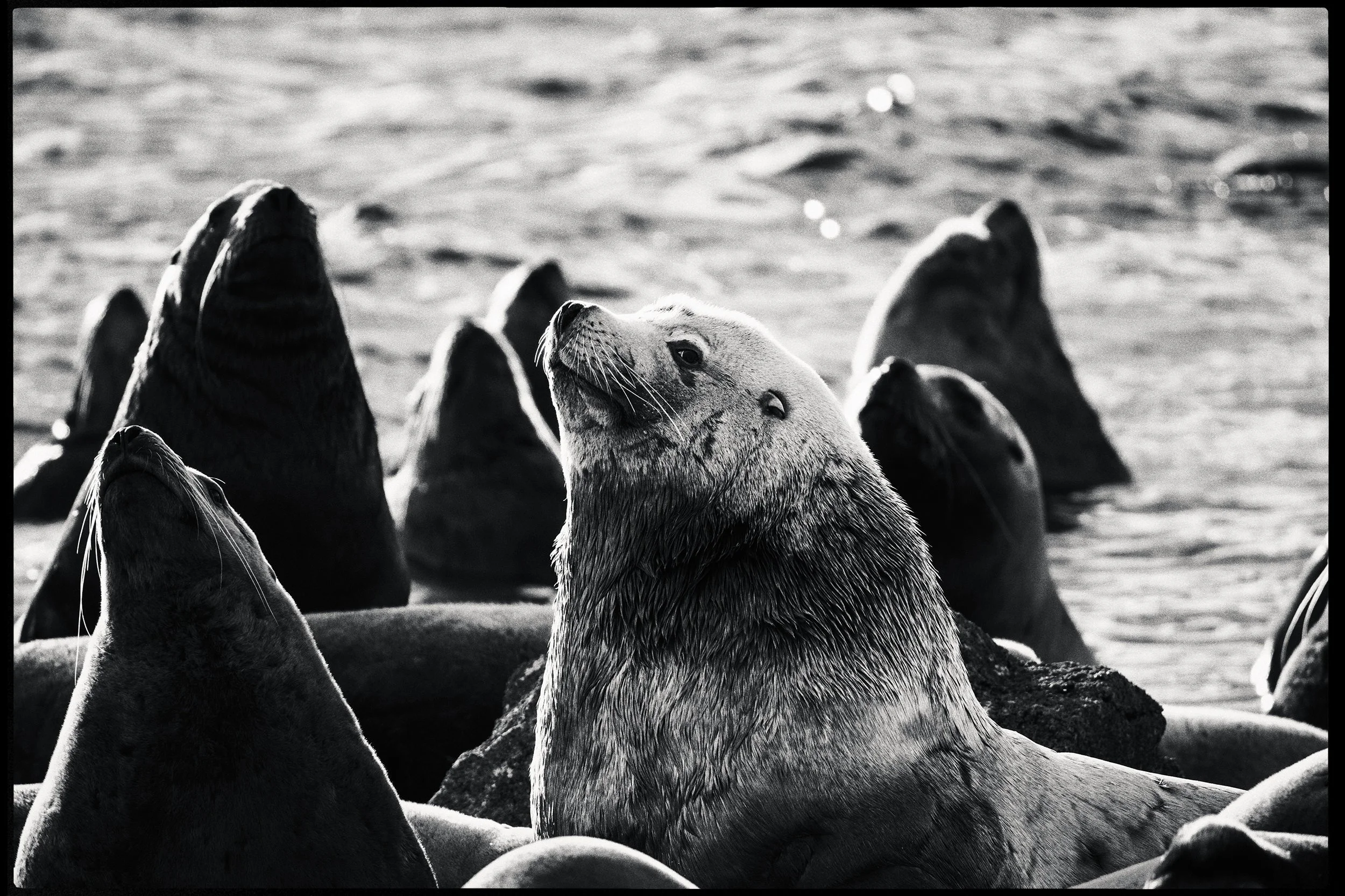 260307_RF_A_5383-Edit-Steller and Californian Sea Lions-HD.jpg