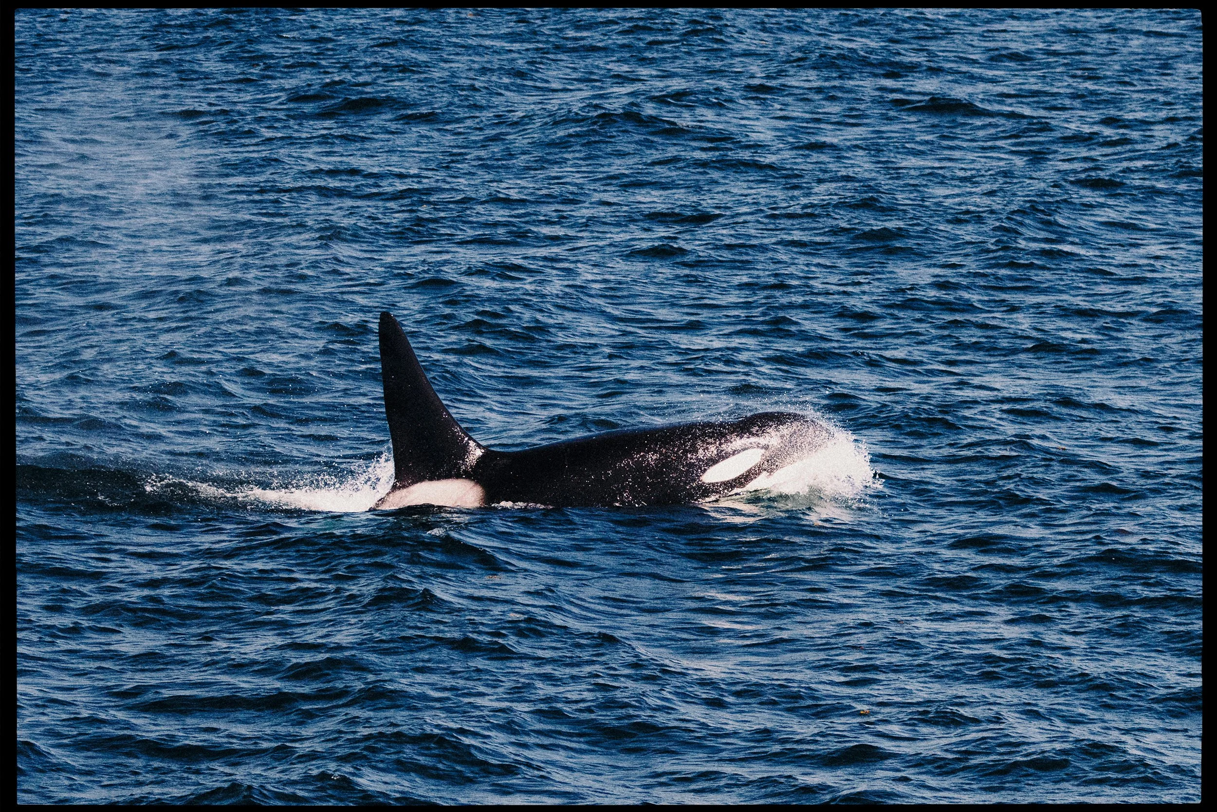 An orca whale swimming in the ocean, with only part of its dorsal fin and back visible above the water surface.