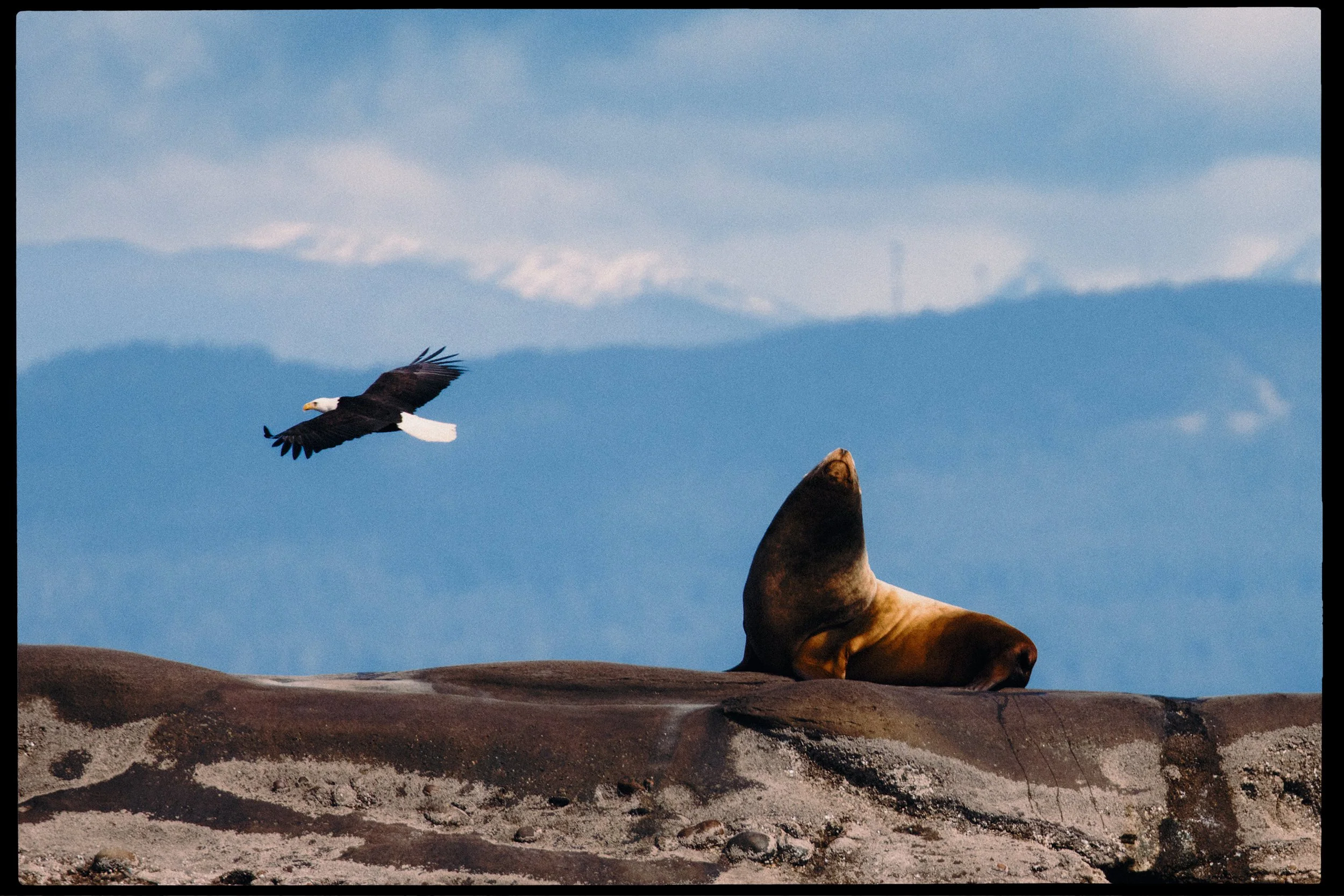260322-RF-A2-0402-Sea-Lion-Flora-Islet-HD.jpg
