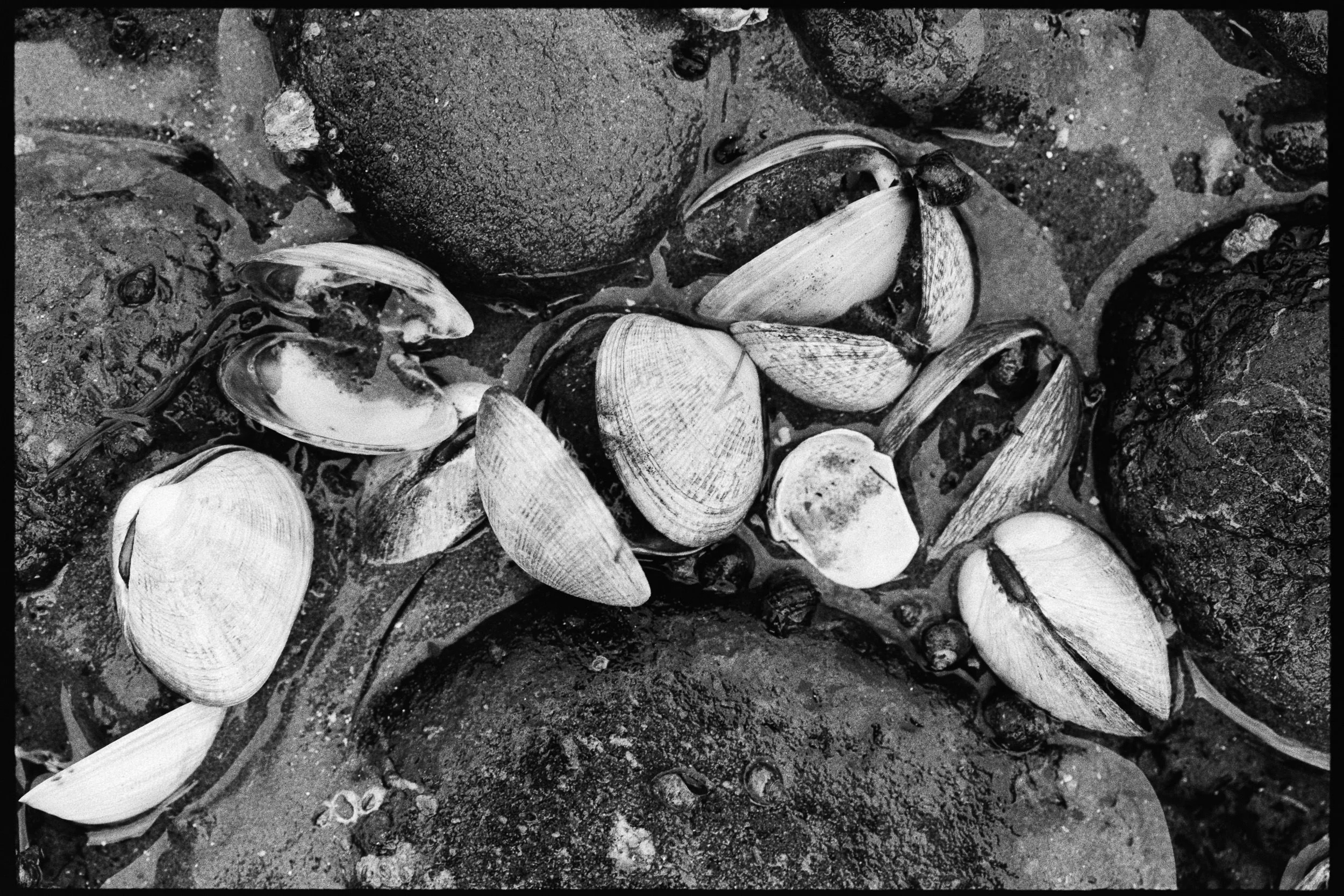RFerand_BnW74_Elan7_Pan400(800iso)_17-Salish Details-SD.jpg