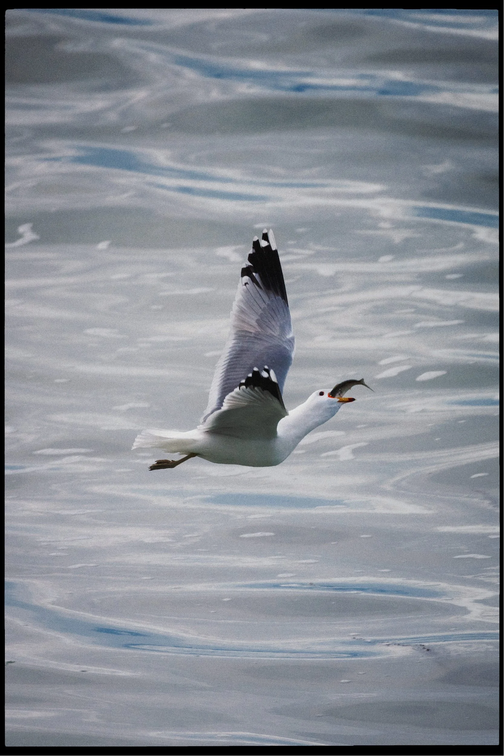 RFerand_20250318_R5_3074-Neck Point Park-HD.jpg