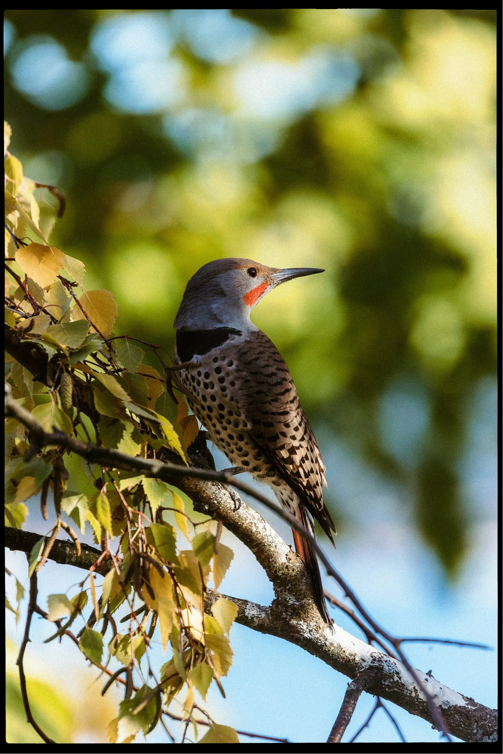 RFerand_20231012_R6_8063-Northern Flicker-HD.jpg