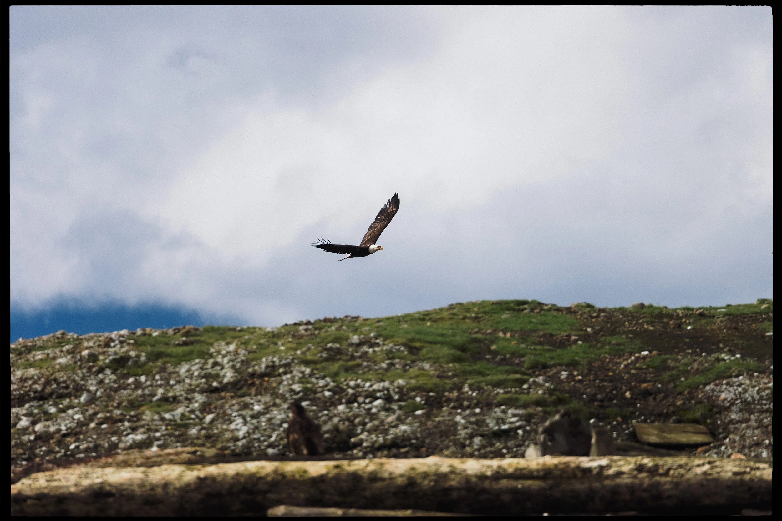 RFerand_20250313_R5_1013-Salish Sea Herring Adventure-HD.jpg
