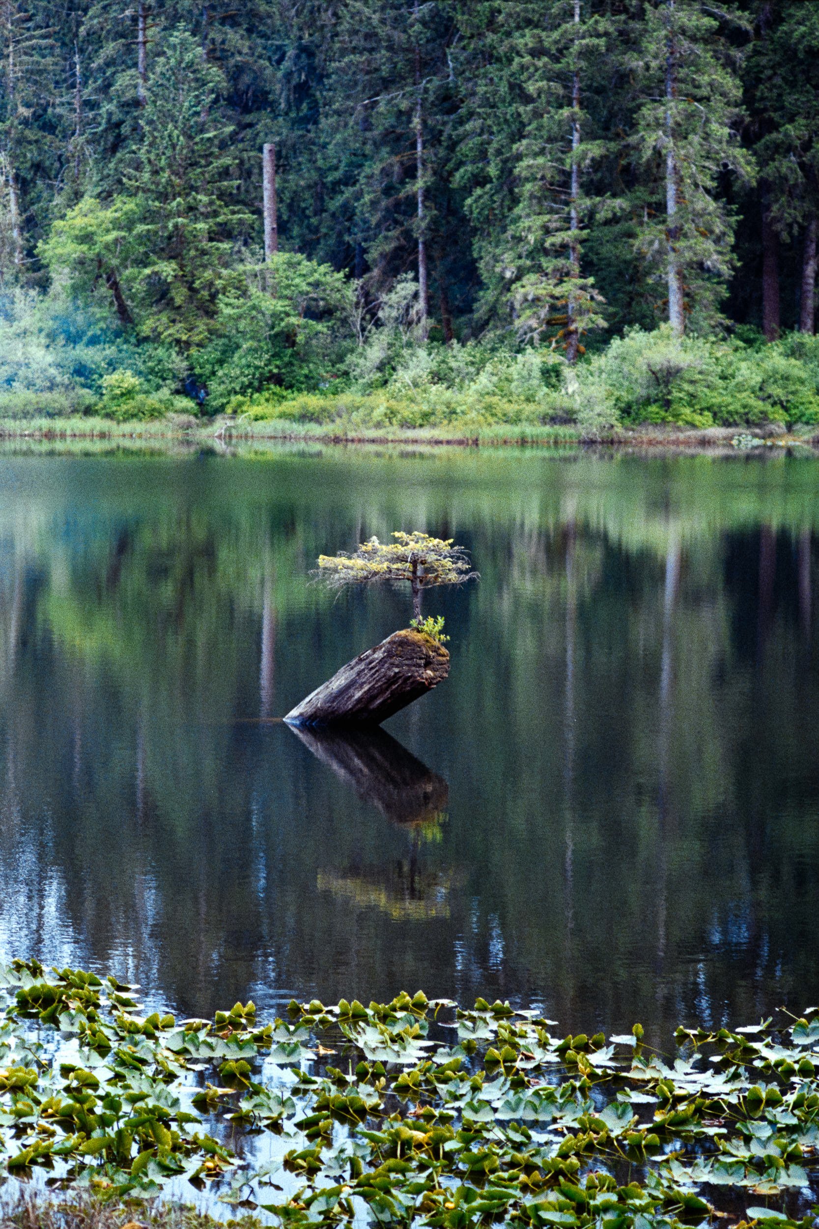 RFerand_C112-F3T-Superia200_23-Edit_Port Renfrew_SD_WEB.jpg