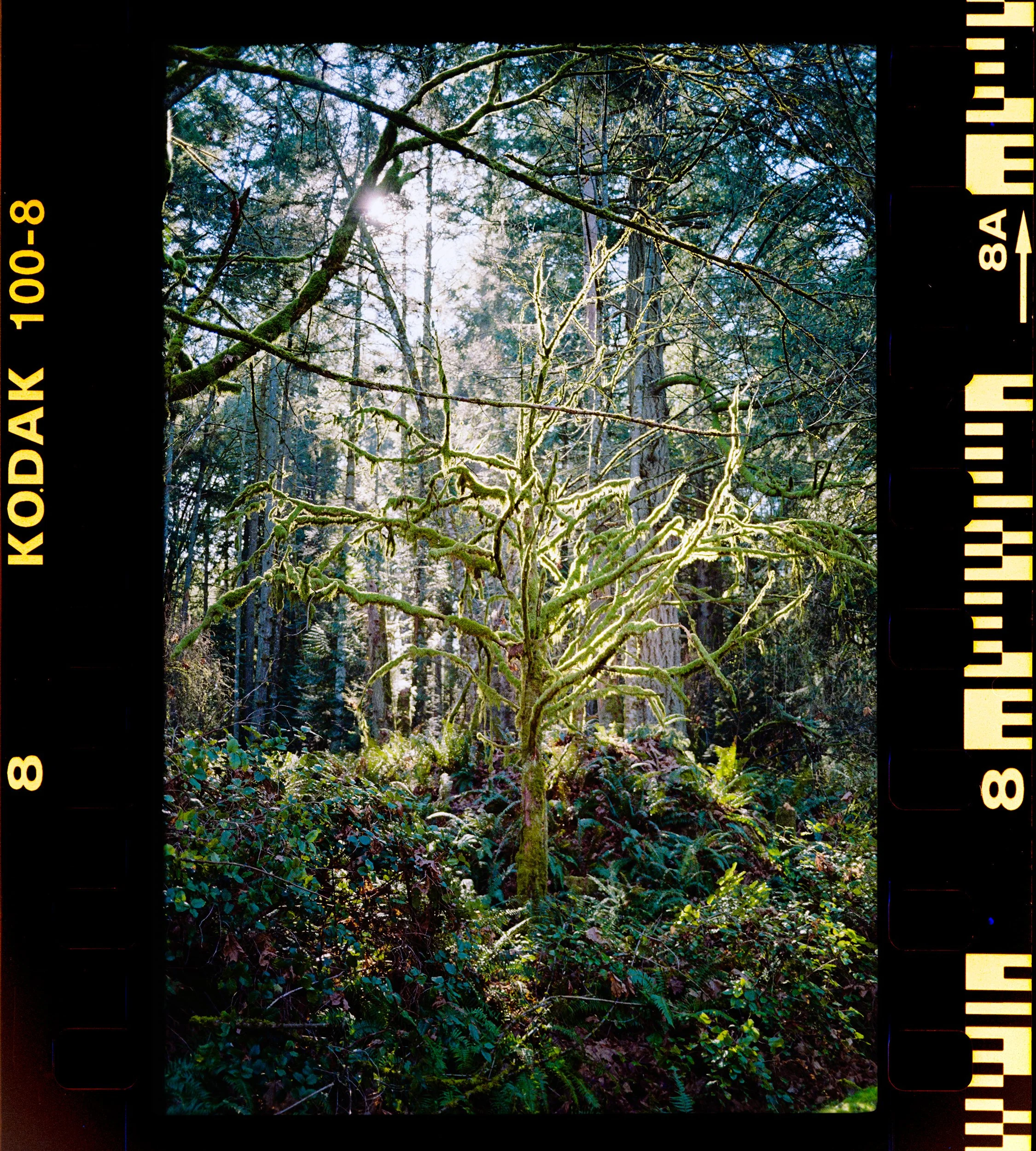 C133-Elan7-Kodacolor100-14-Ruckle Provincial Park-HD.jpg