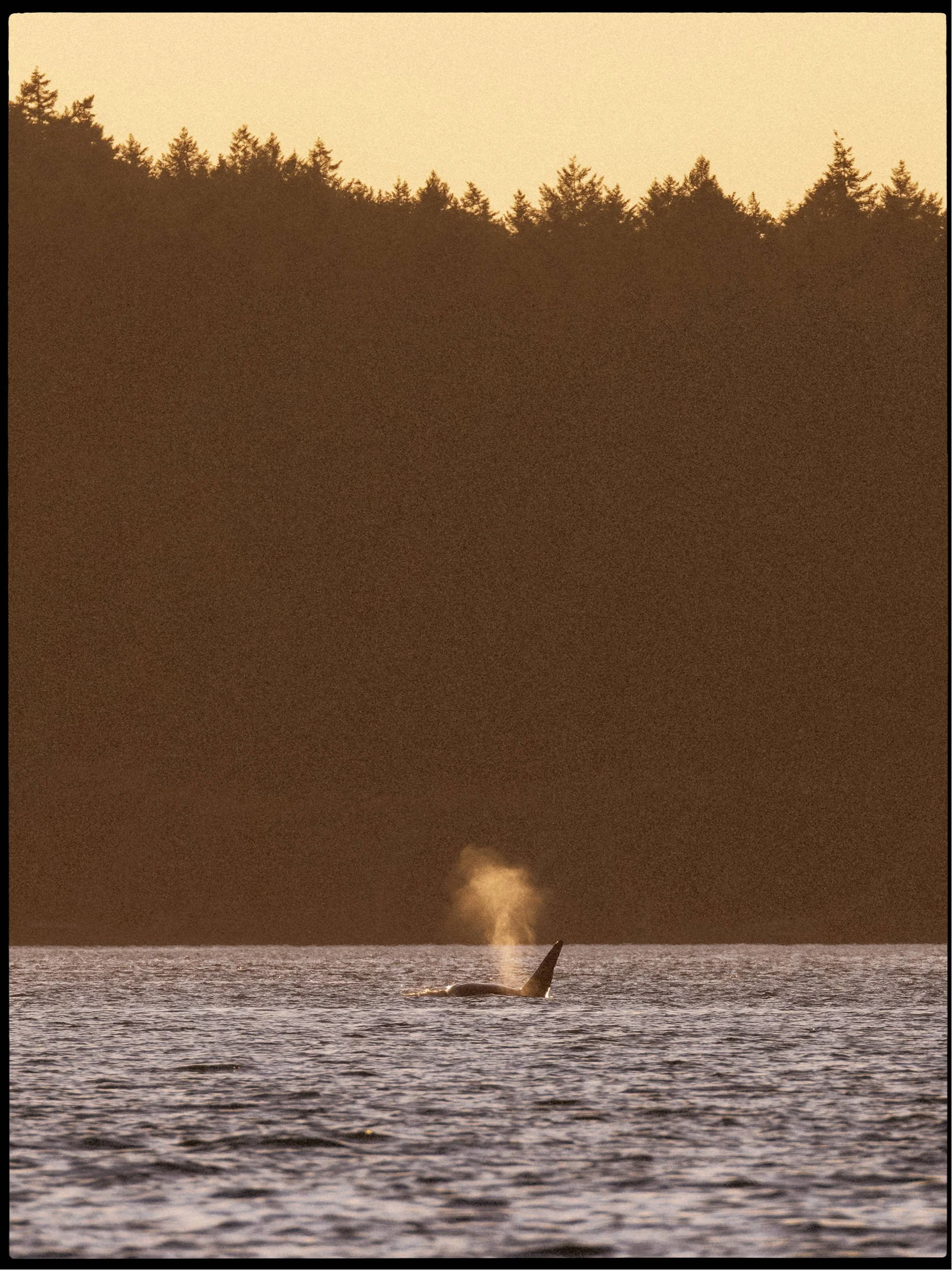 A whale's tail emerges from the ocean during sunset with the sky and trees in the background and a trail of water vapor behind it.