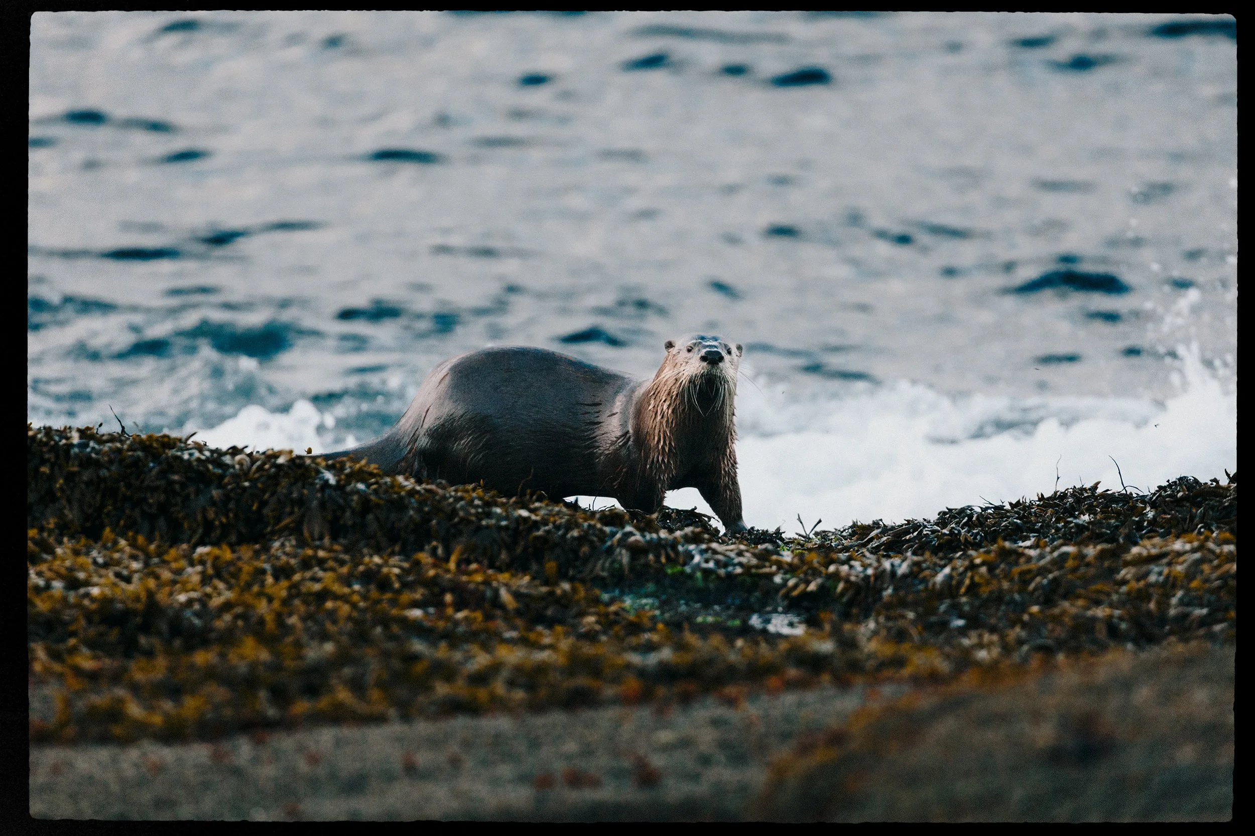 RFerand_20250408_MG_3353-River Otter, Madrona Point-HD.jpg
